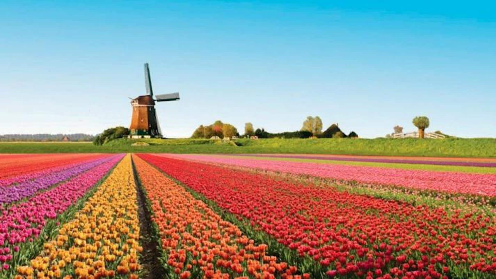 Visit Keukenhof in the Netherlands: A travel guide 