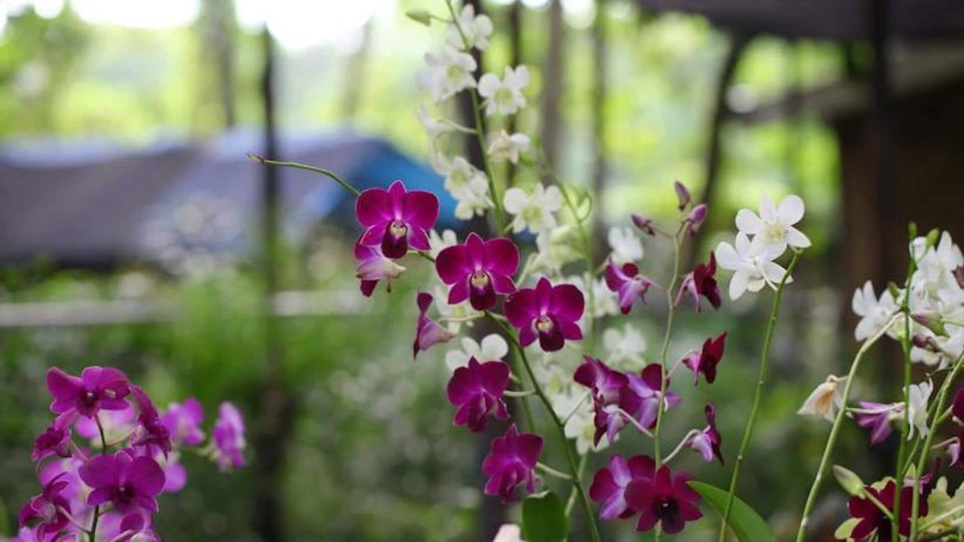 Optimal orchid repotting: Essential steps to note down