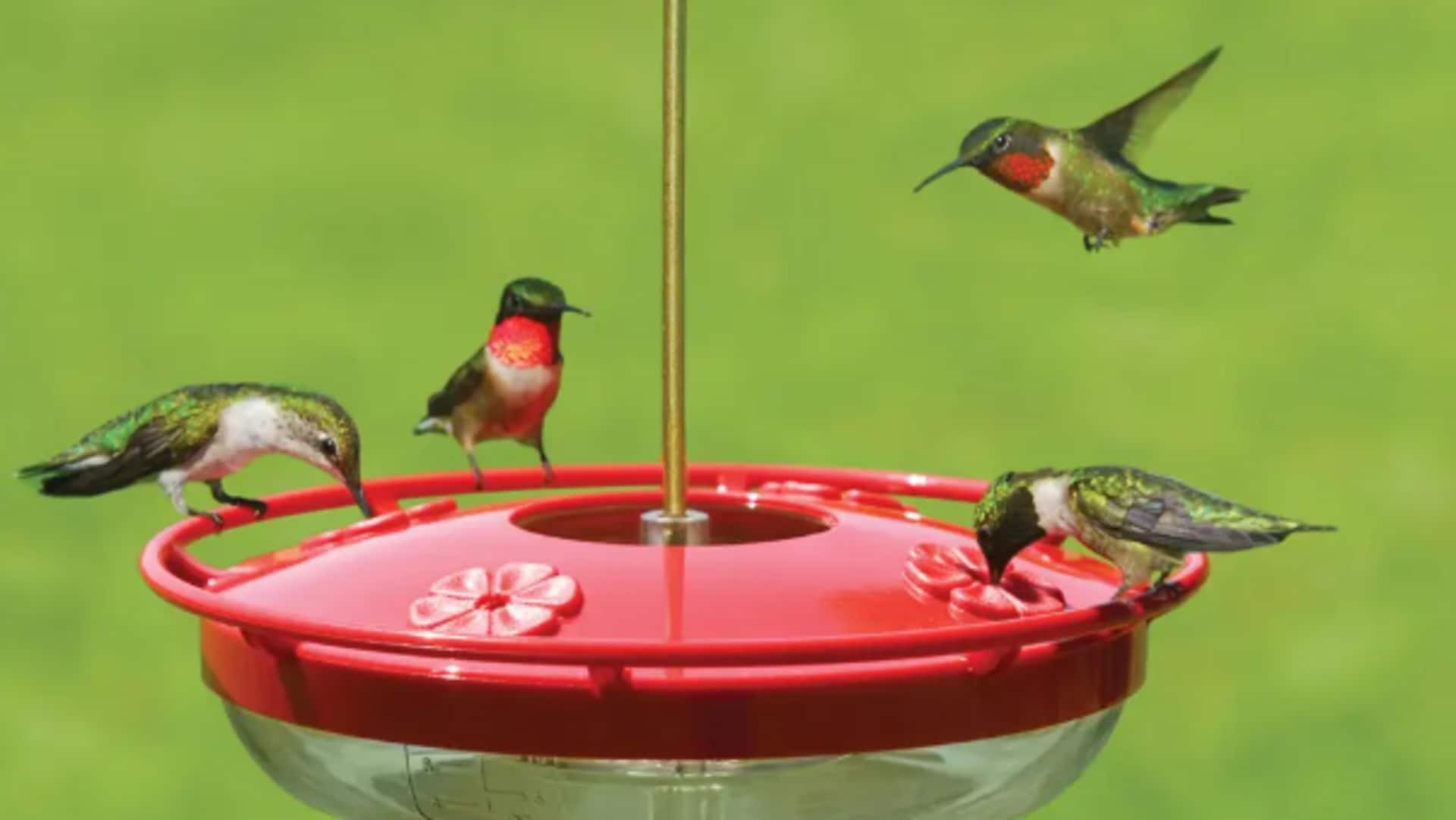 Make hummingbird feeders at home with this DIY guide