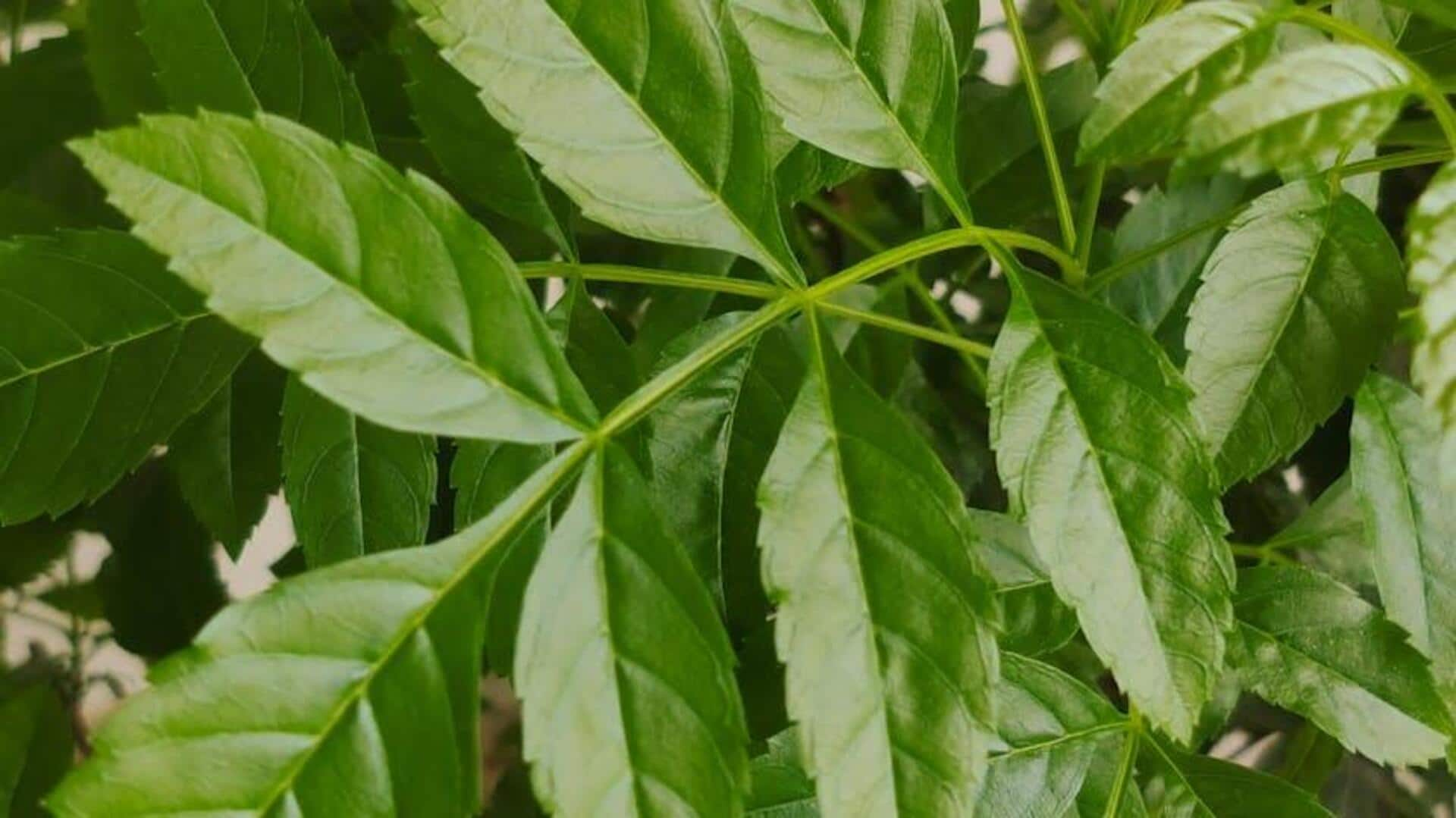 Cook with neem leaves? Yes, you heard that right! 