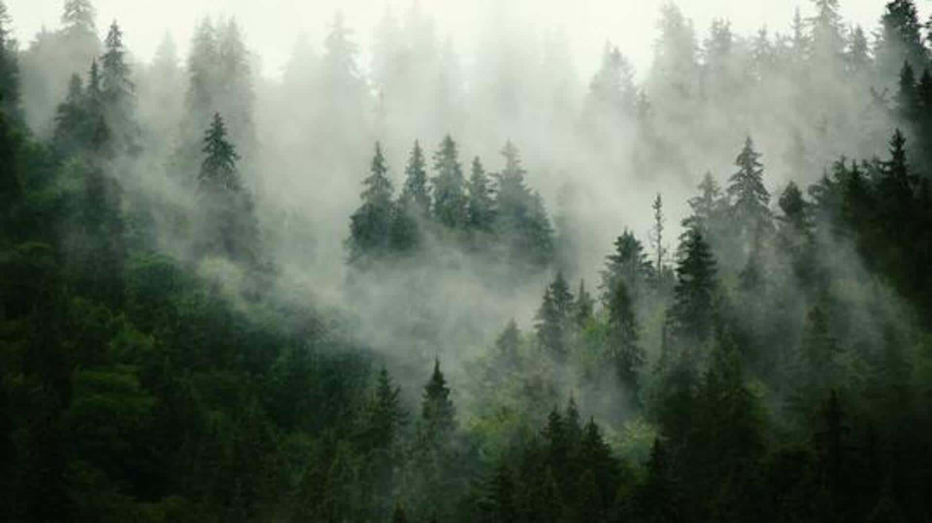Europe's most enchanting forests: A list