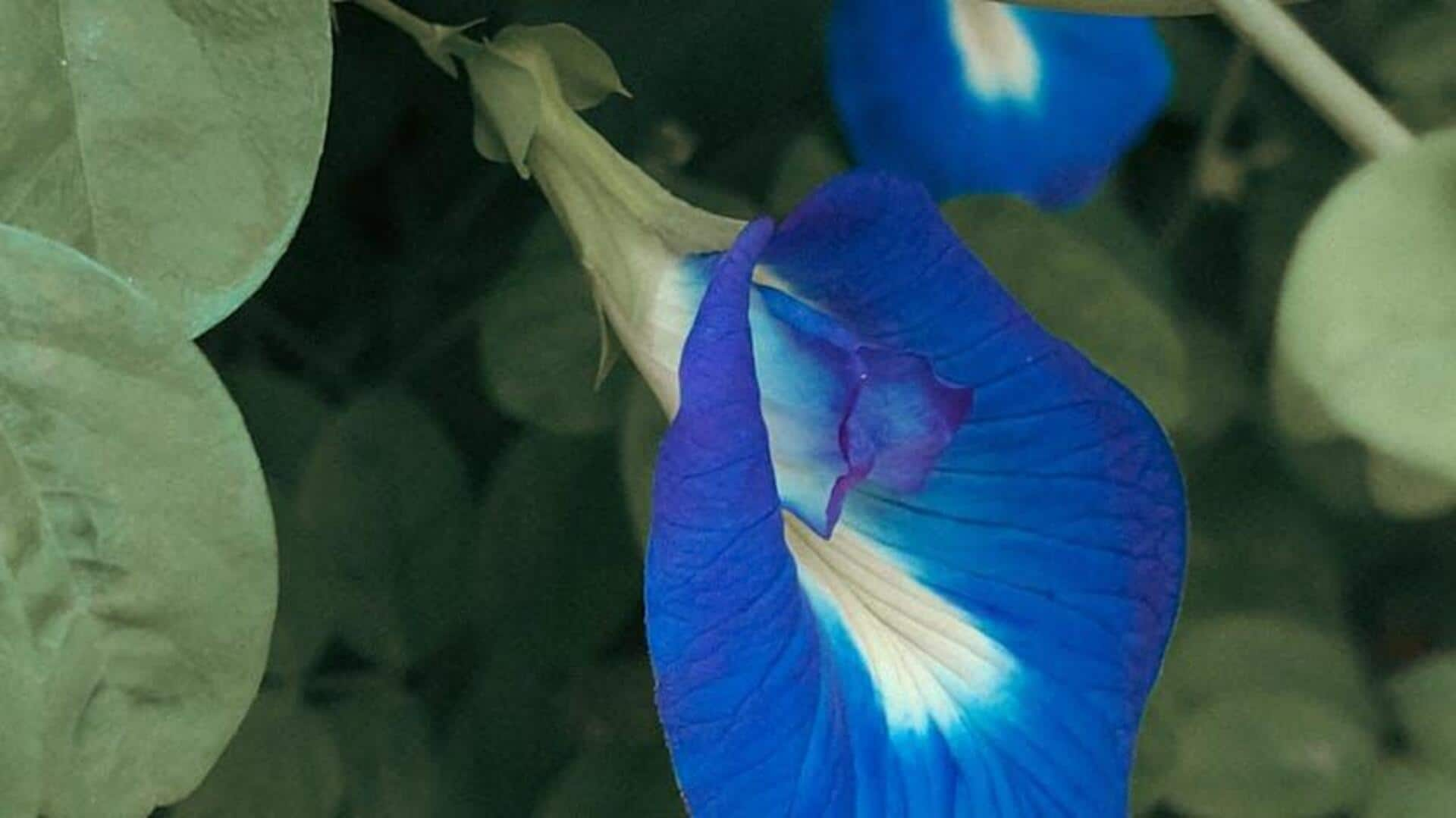 Revitalizing dishes with African butterfly pea flower magic