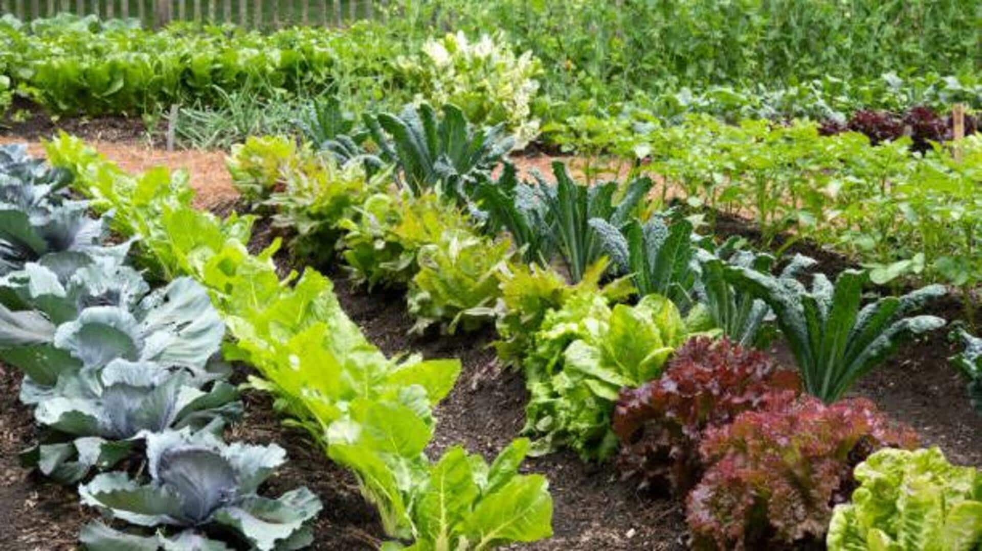 How to create a budget-friendly vegetable garden 