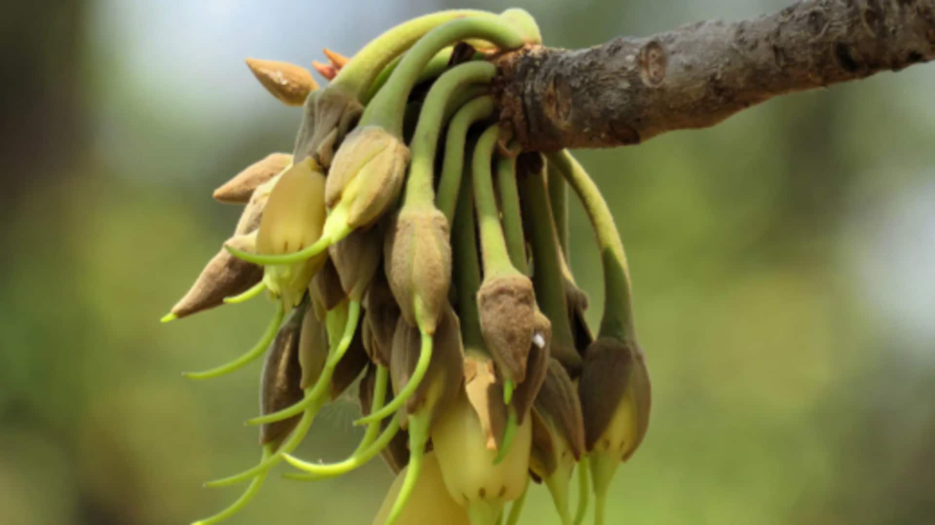 5 mahua flowers-based recipes you must try 5 mahua flowers-based recipes you must try