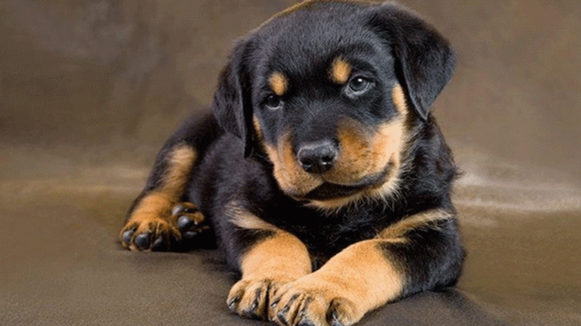 Here's how to properly train your Rottweiler puppy