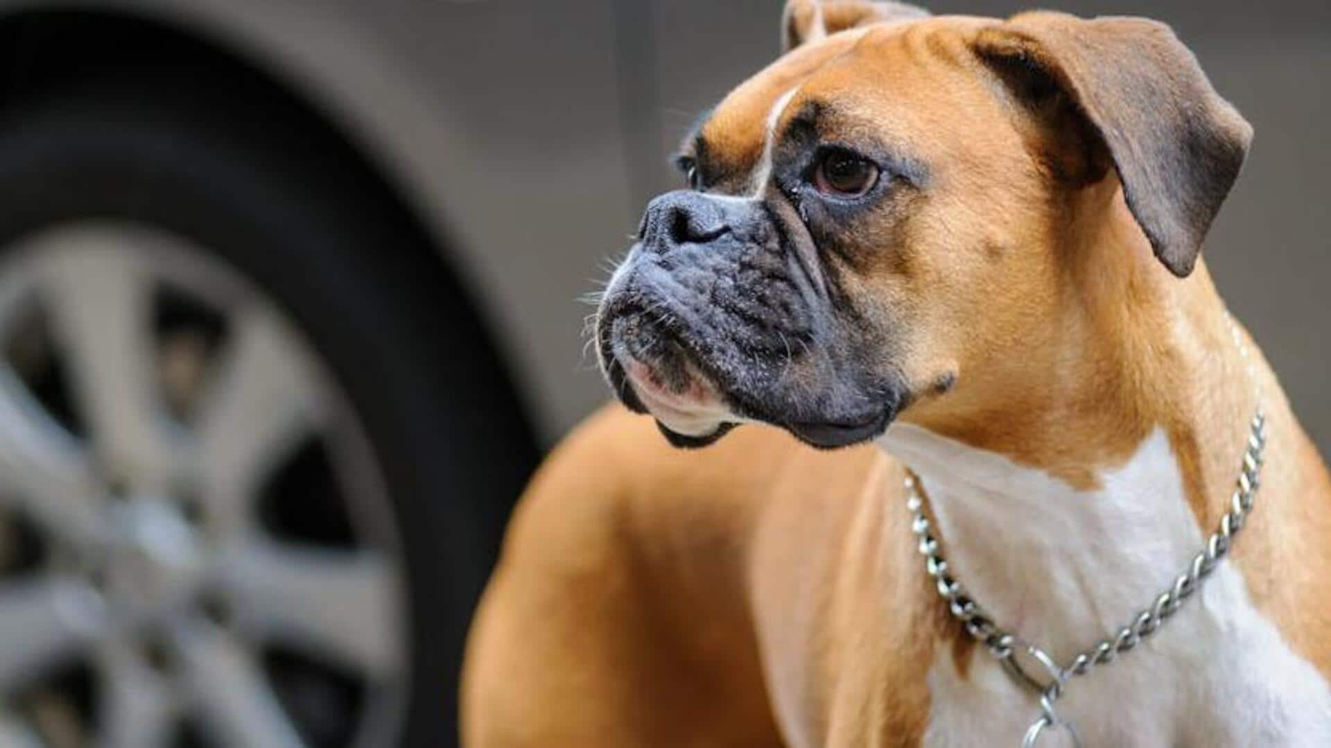 Take care of your Boxer's coat with these practices