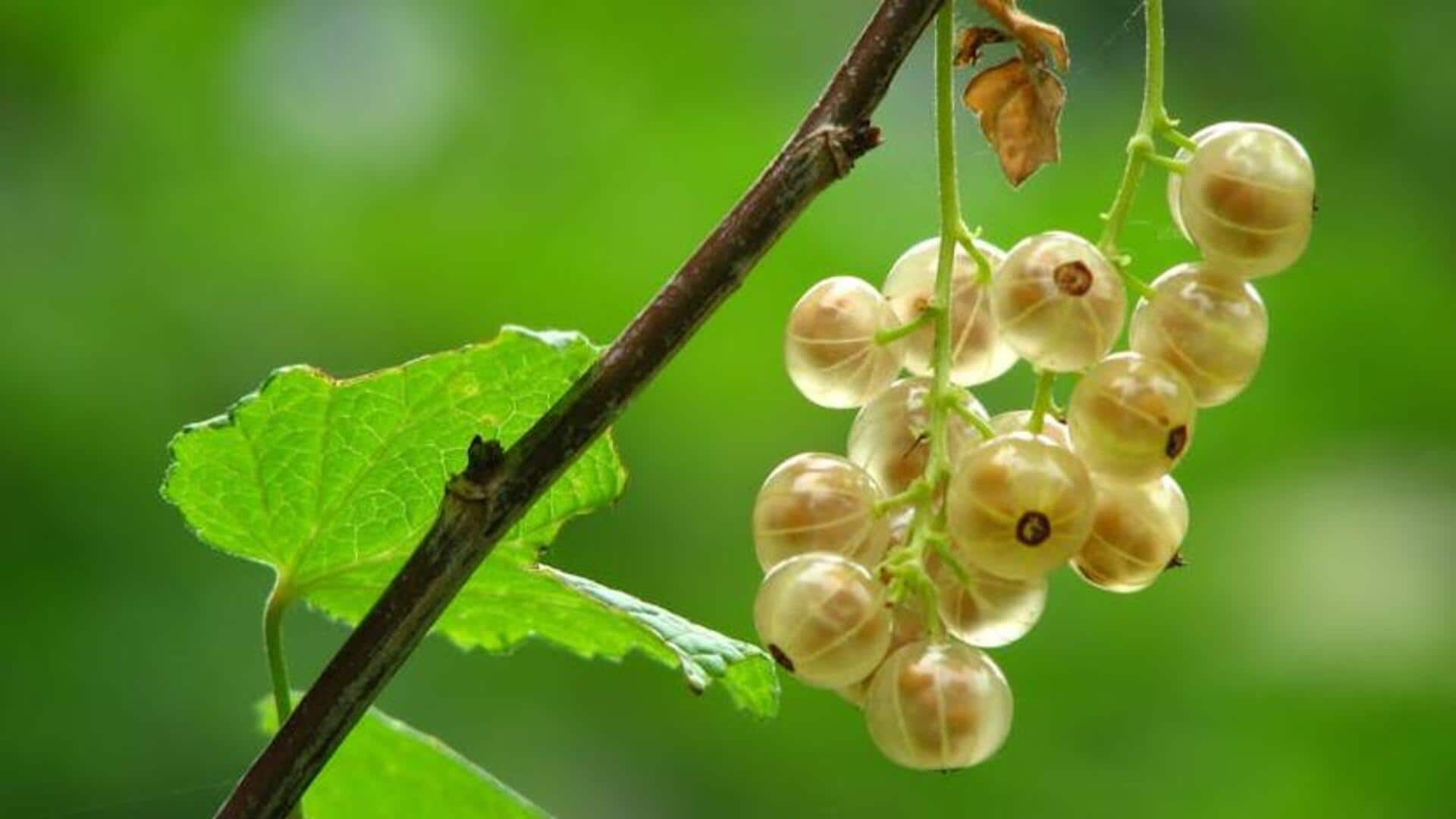 Simple steps to grow gooseberries in your greenhouse