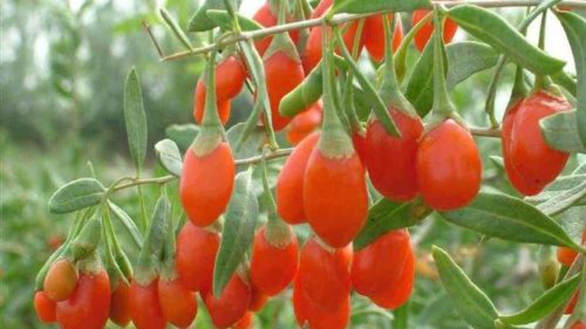 How to grow wolfberry at home How to grow wolfberry at home
