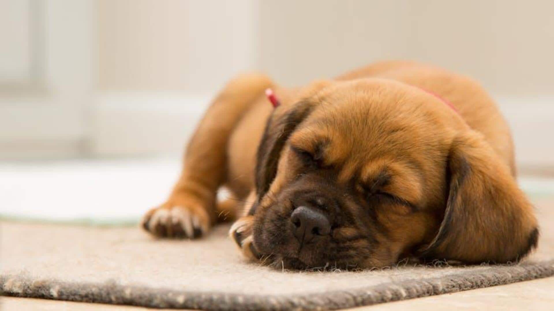 Dog stains on your carpet? Fix them with these solutions