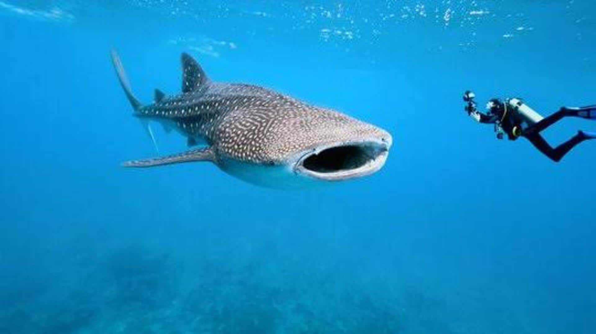 Want to swim with whale sharks? Visit Djibouti