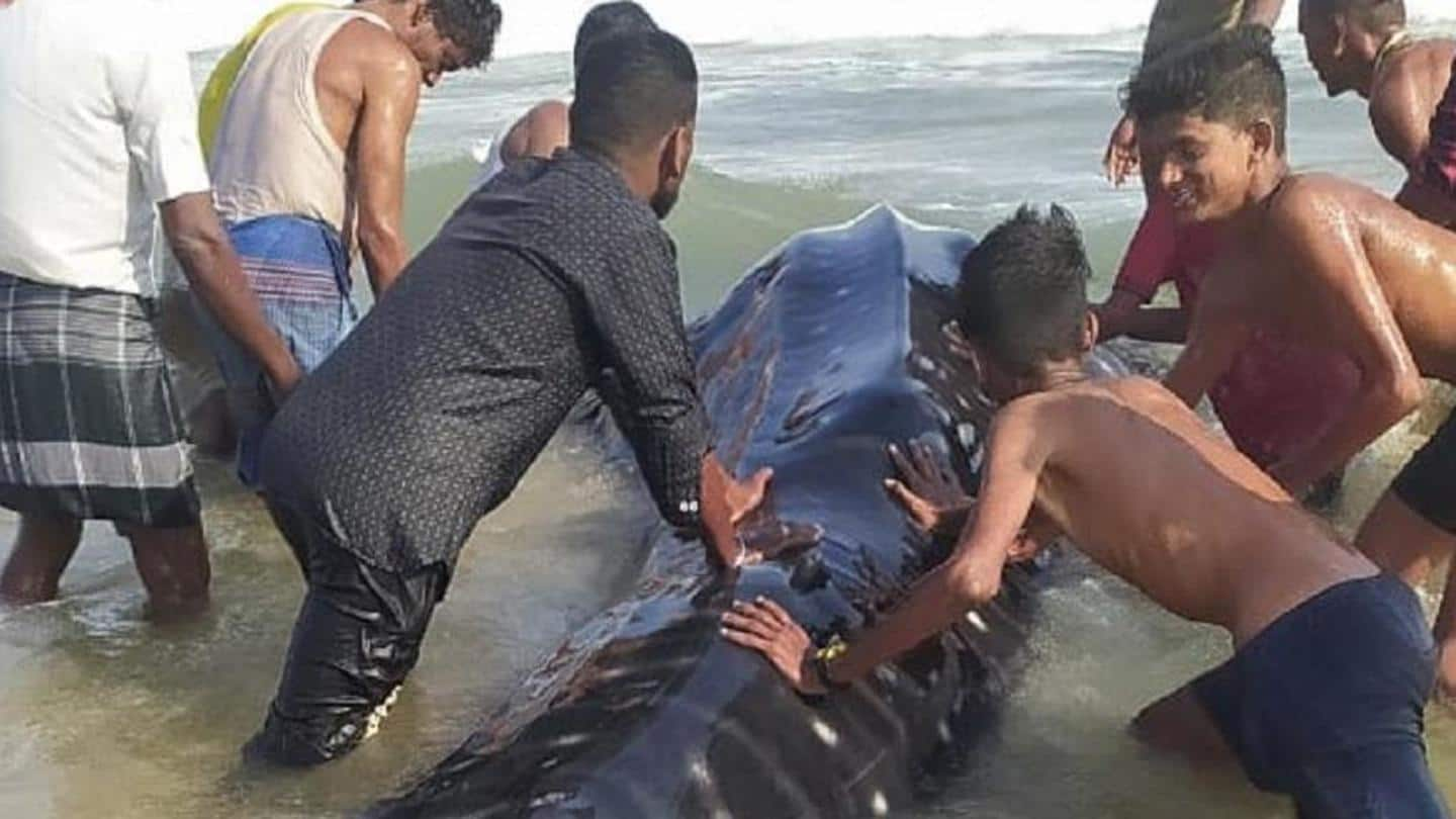 15-feet whale shark released into the deep sea in Odisha