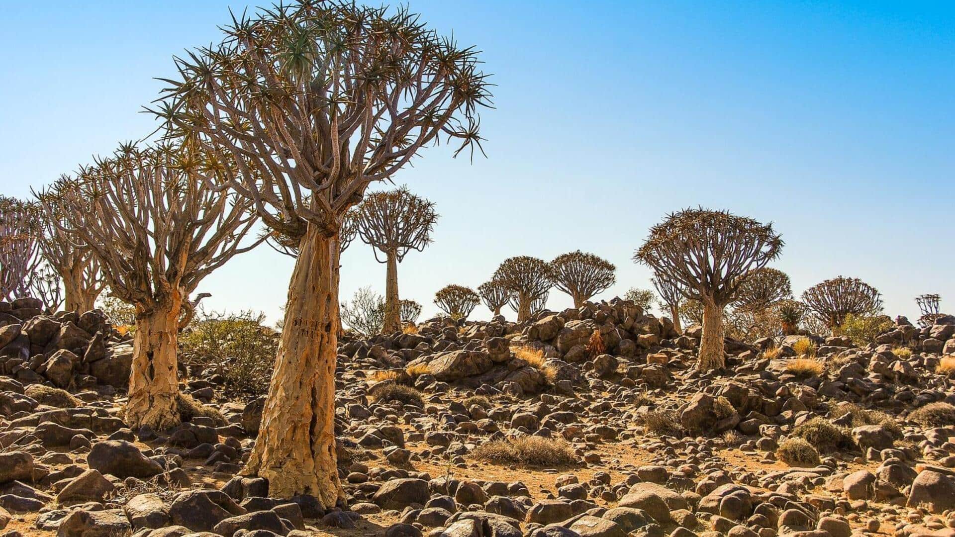 Namibia's Quiver Tree Forest: A hiker's paradise