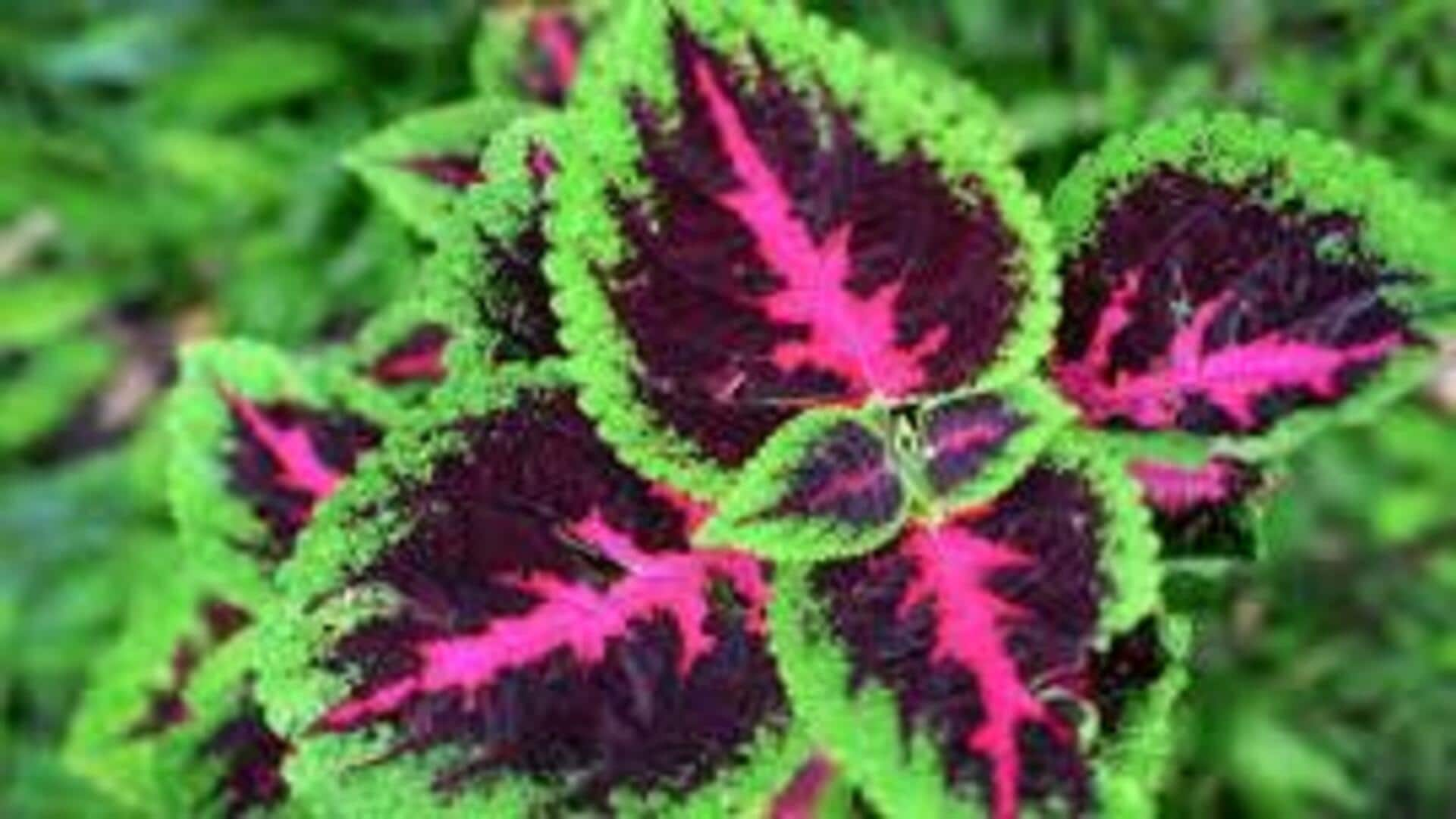 Cultivating coleus at home with these useful tips