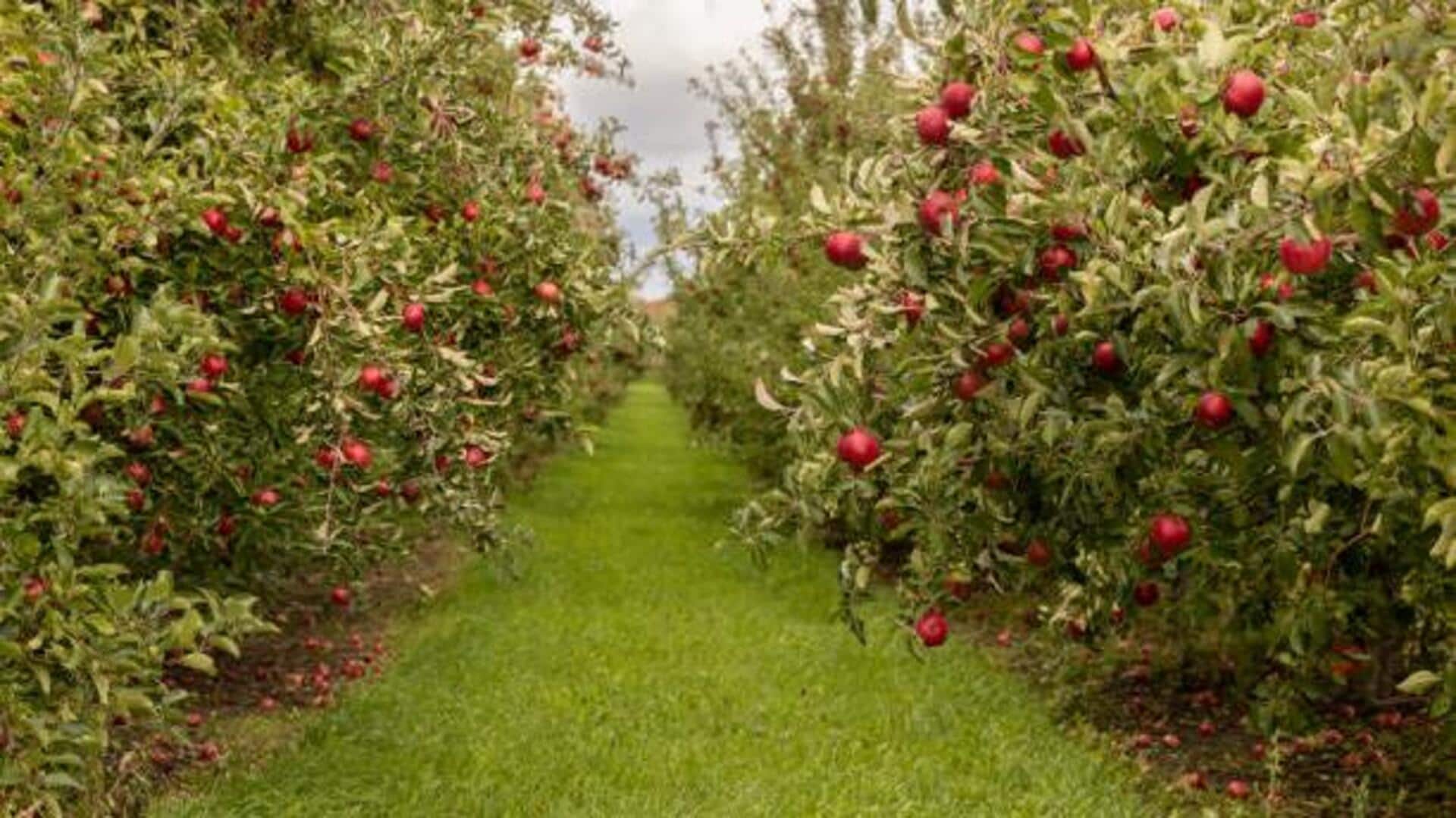 Why Manali's apple orchards are a must-visit 