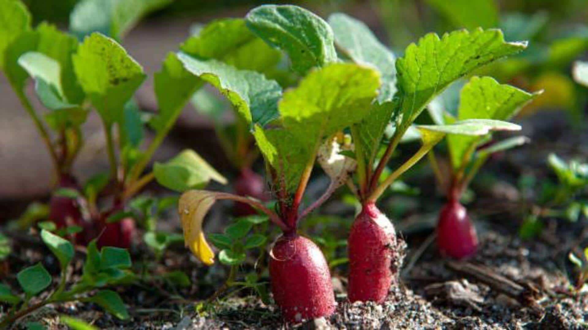 How to grow radishes at home