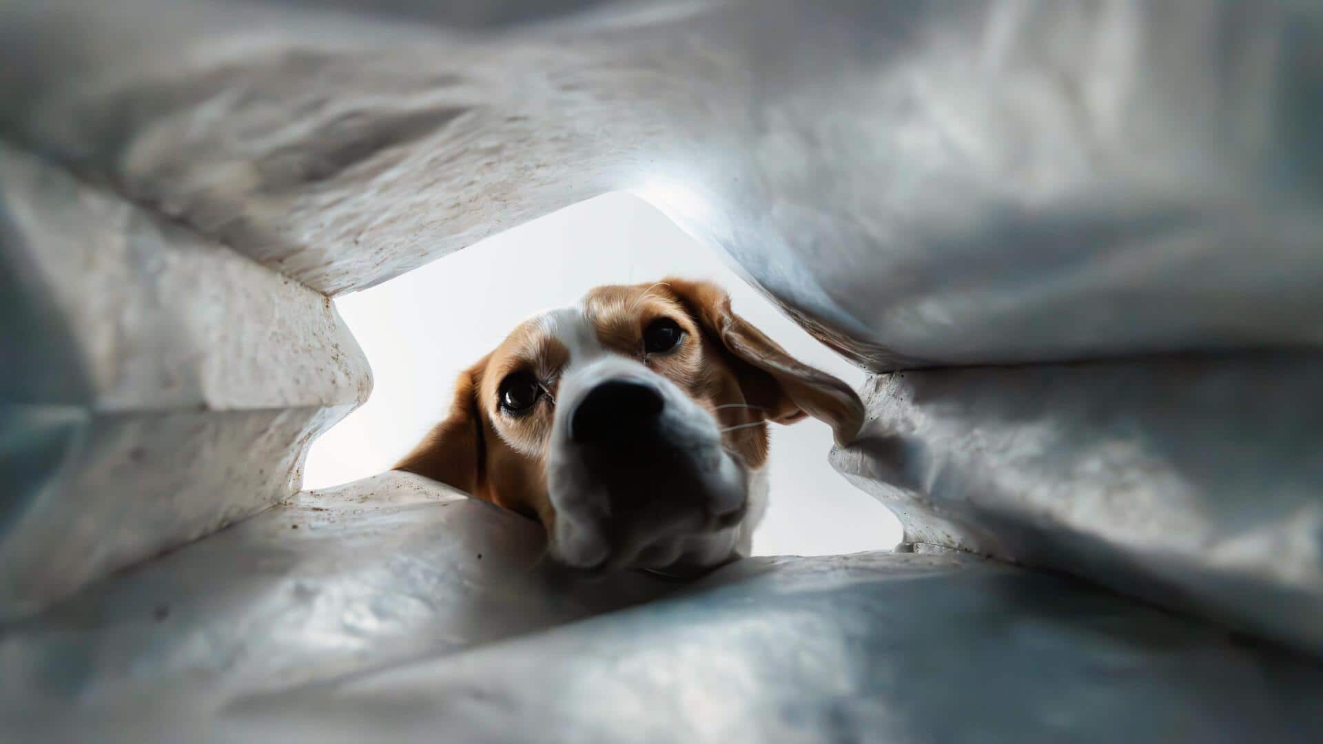 How to stop your dog from getting into the trash
