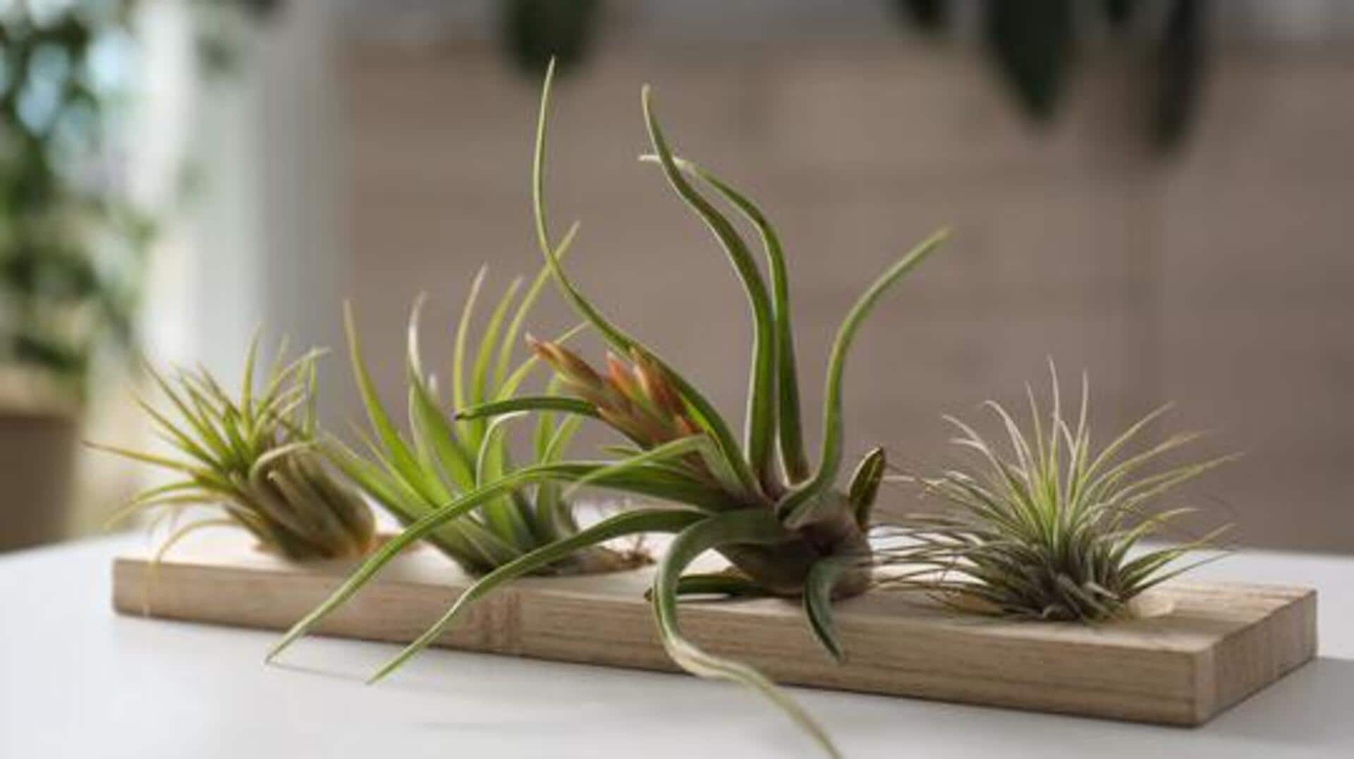 How to incorporate air plants in your home decor How to incorporate air plants in your home decor