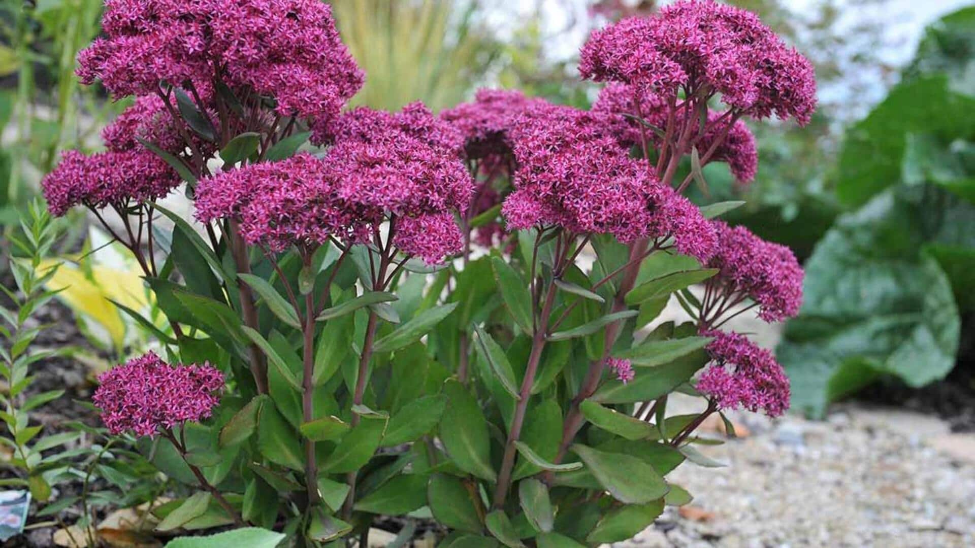 How to grow sedum at home