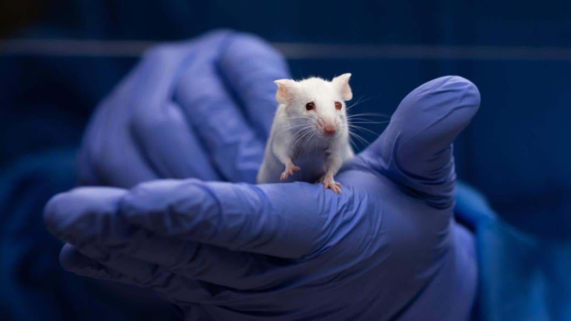 How Chinese scientists regenerated damaged ears in mice How Chinese scientists regenerated damaged ears in mice