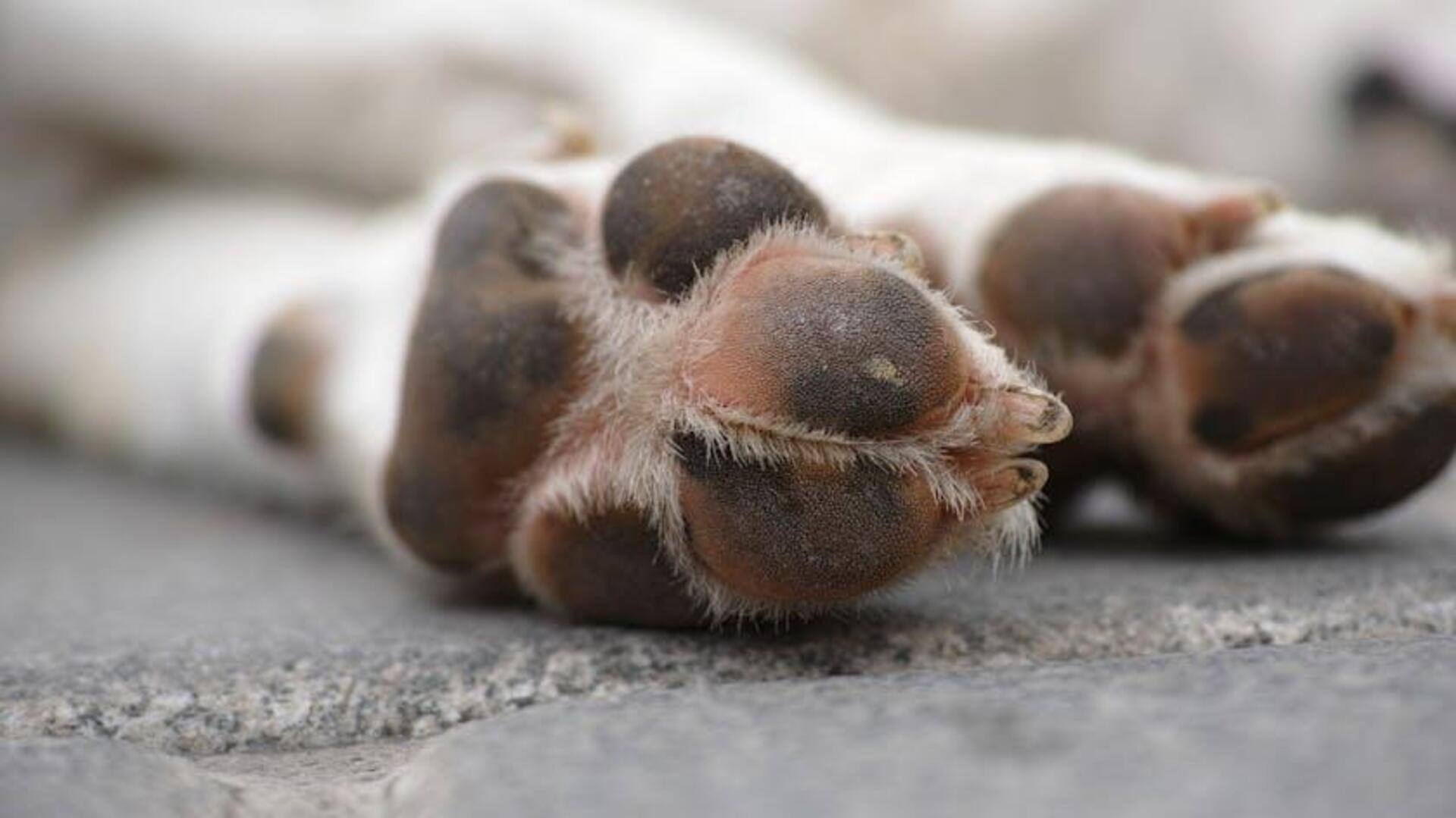 Protect your dog's paws with these homemade balms Protect your dog's paws with these homemade balms