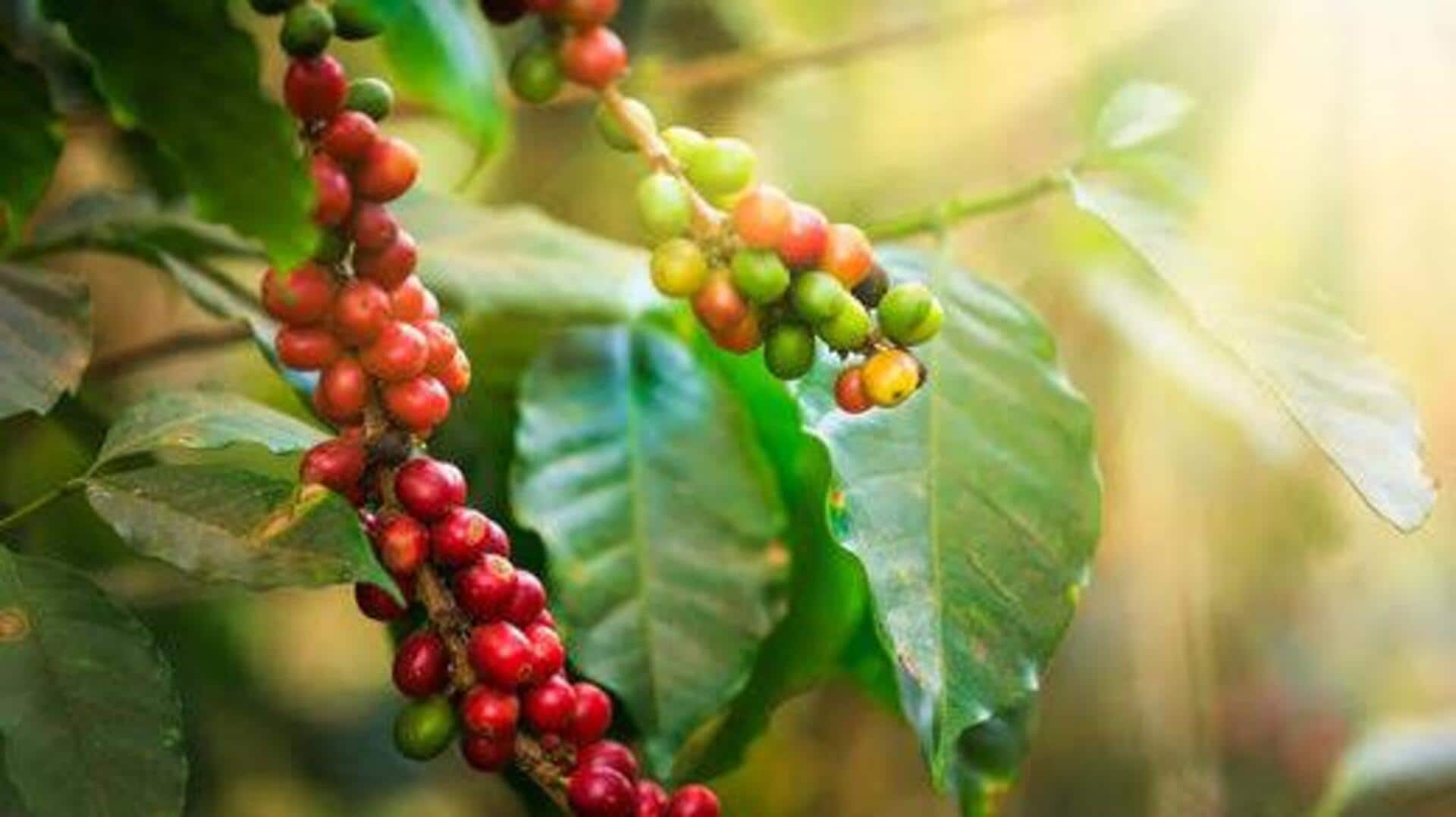Coffee cherry: The superfood gaining attention 