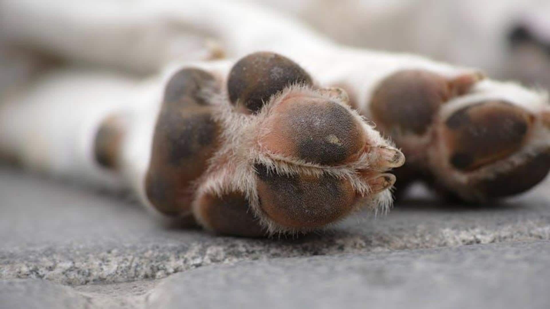 Every dog deserves these homemade soaks Every dog deserves these homemade soaks