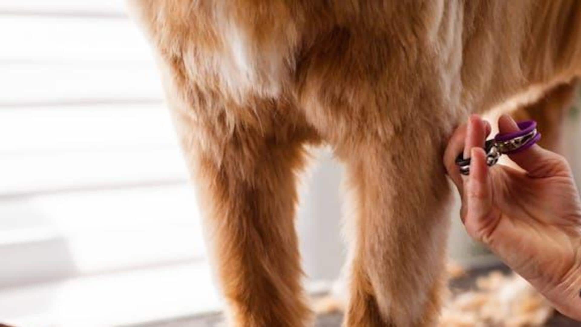 Dog grooming tools every pet parent must have Dog grooming tools every pet parent must have
