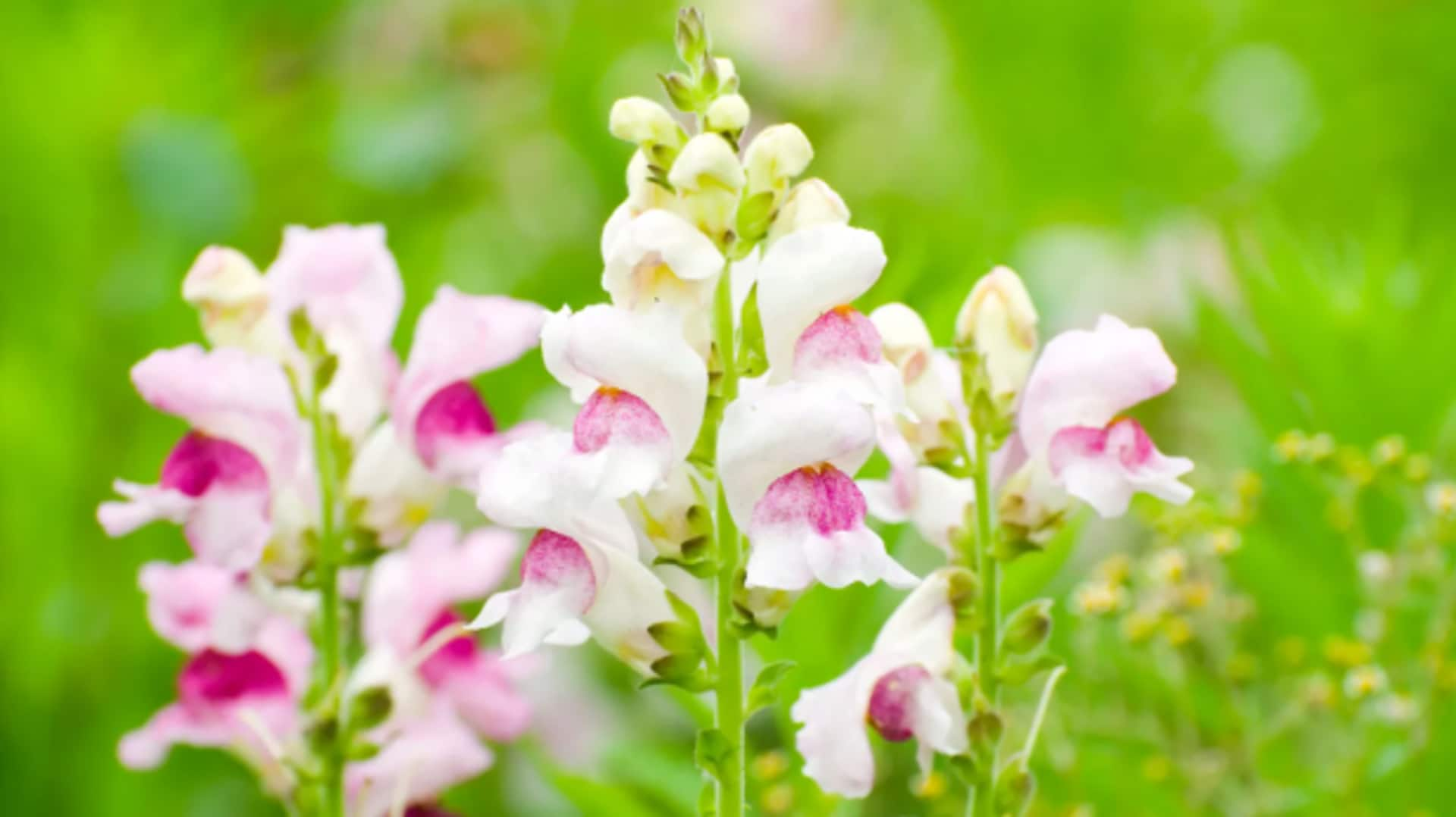 Enchanting Snapdragon care: 5 blooming insights