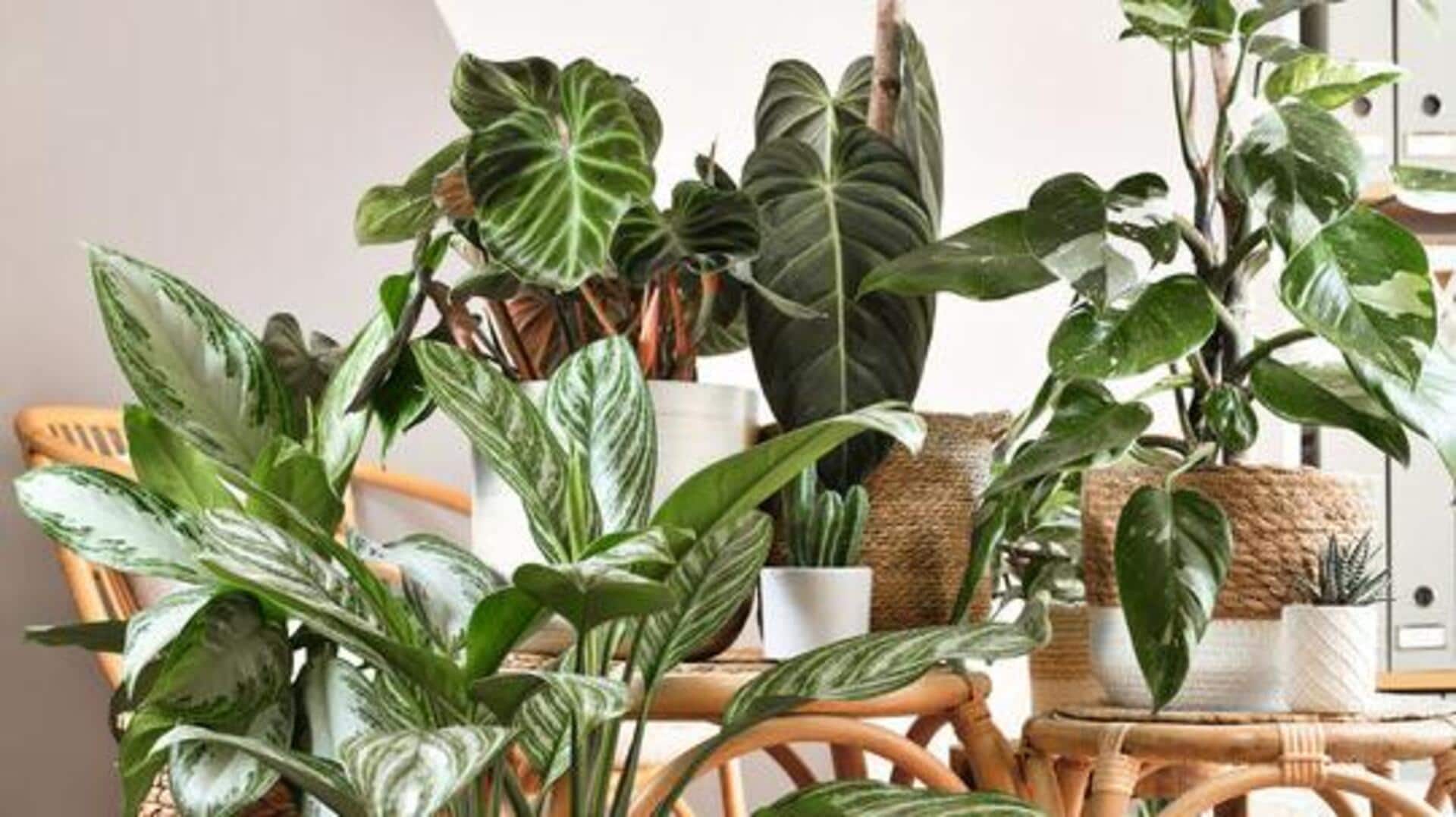 How to get fuller leaves on your indoor plants
