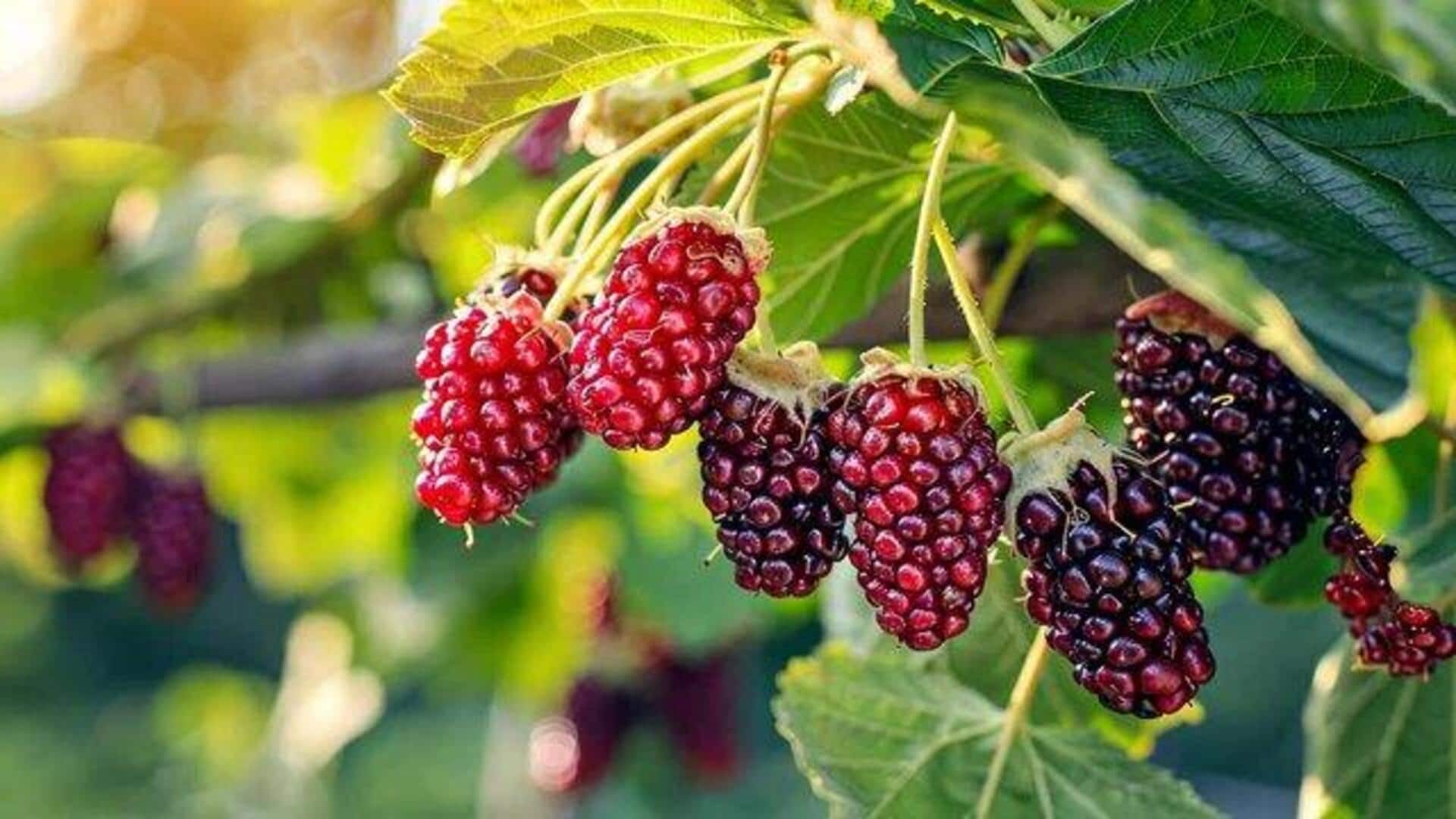 Why you must add mulberries to your daily diet