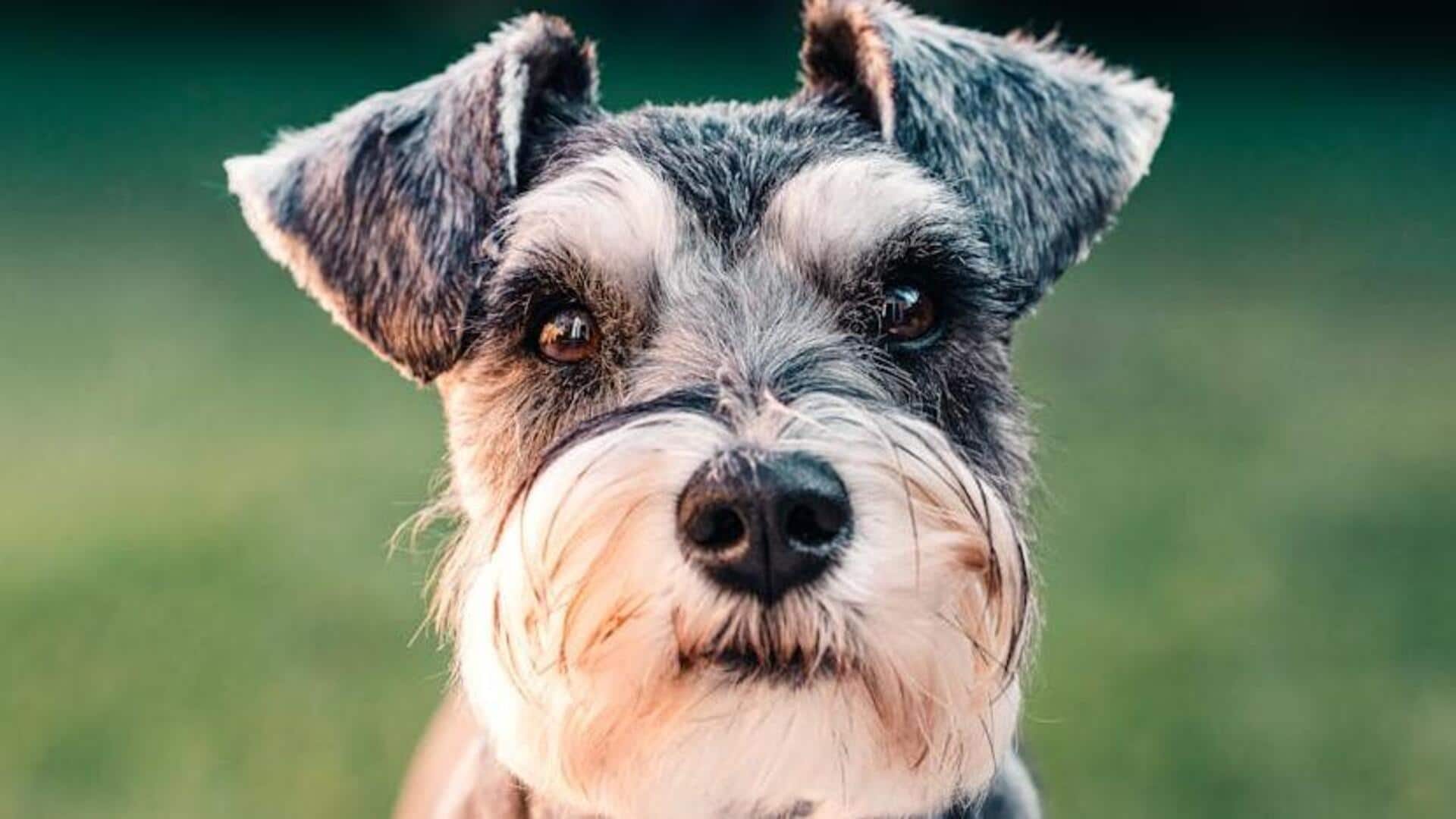 Revealing Schnauzer's beard grooming techniques