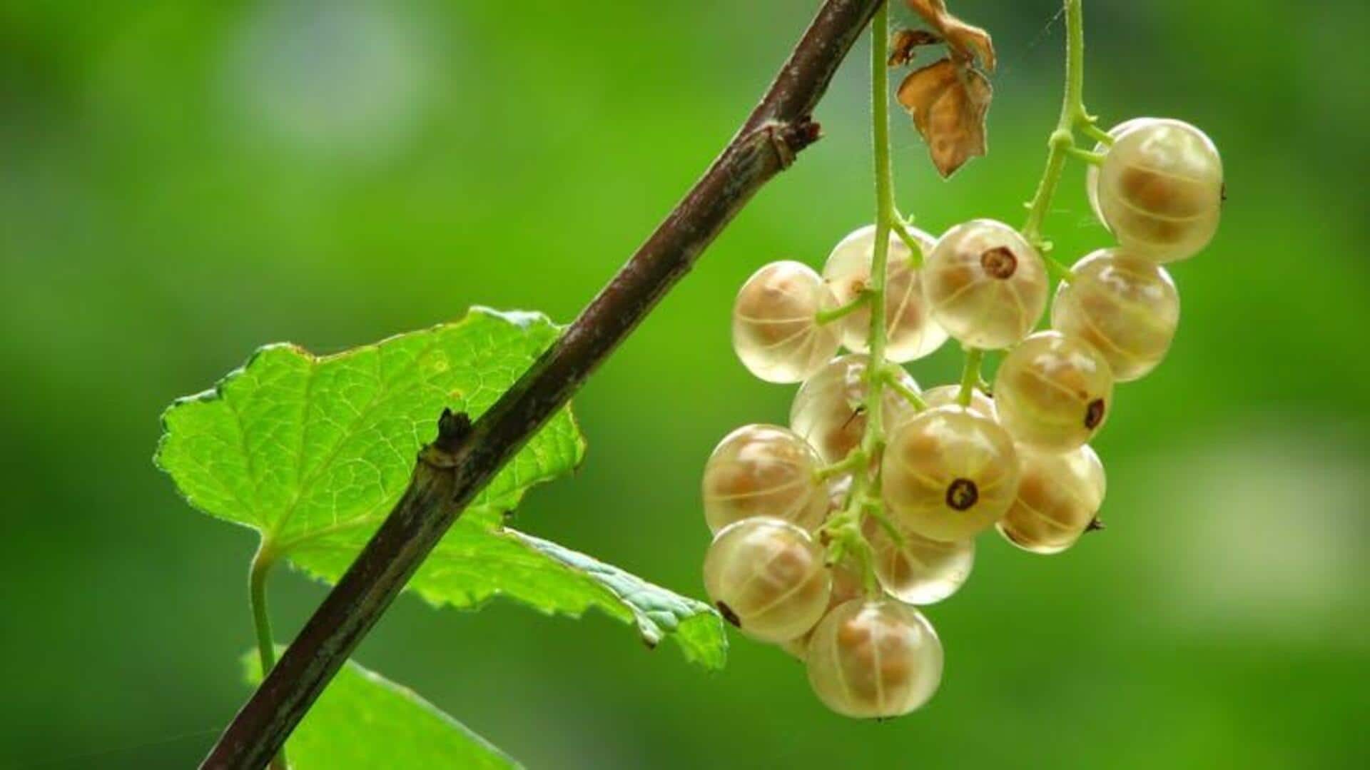 Eating gooseberries daily can do this to your body! Eating gooseberries daily can do this to your body!