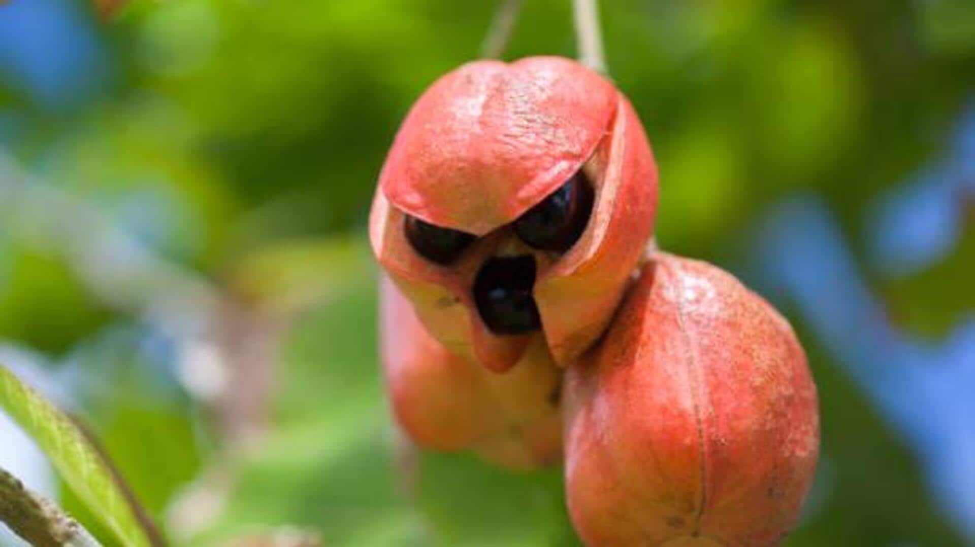 Cooking with ackee fruit: 5 tasty recipes Cooking with ackee fruit: 5 tasty recipes