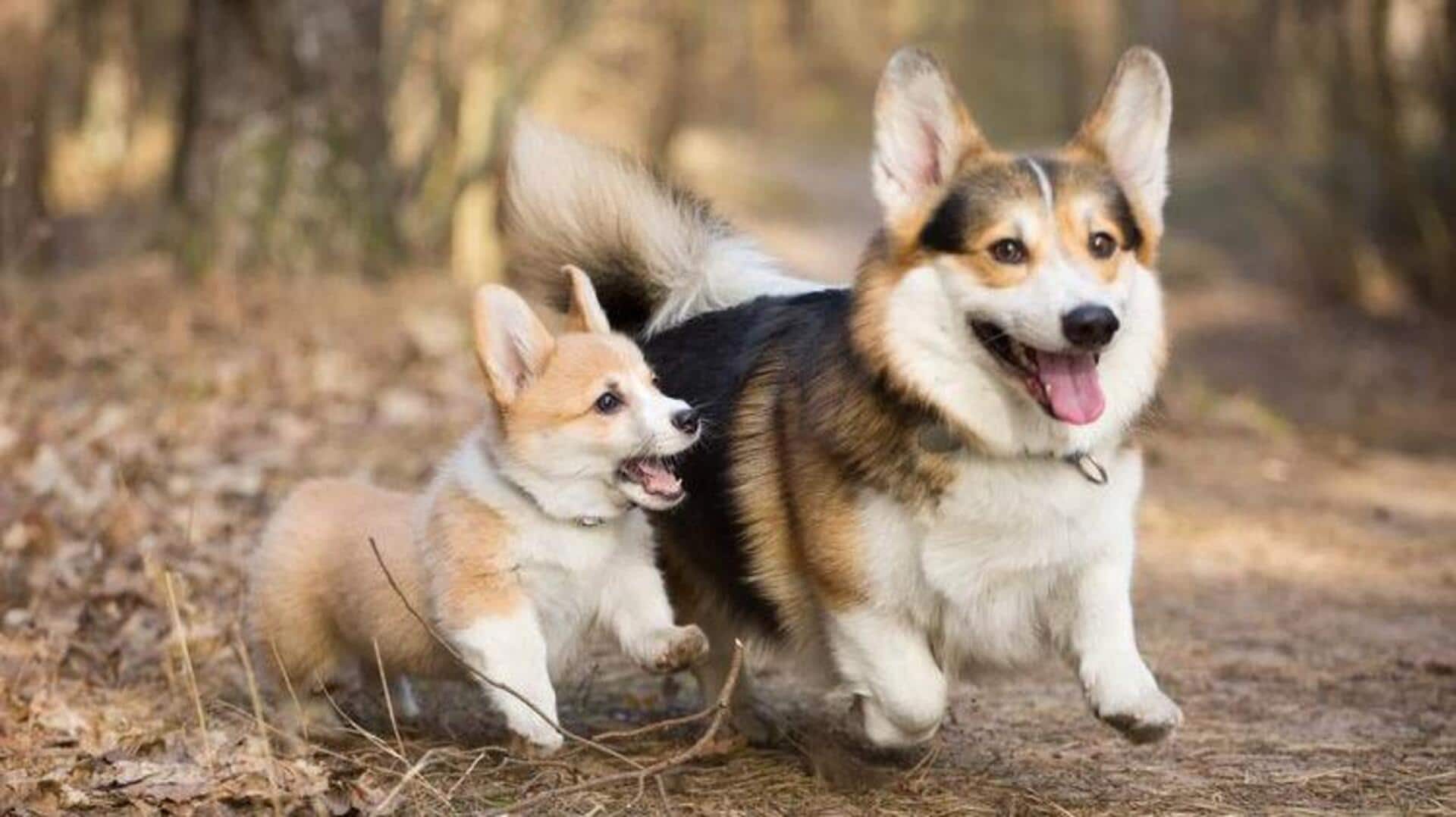 Manage your Corgi's coat shedding with these excellent tips