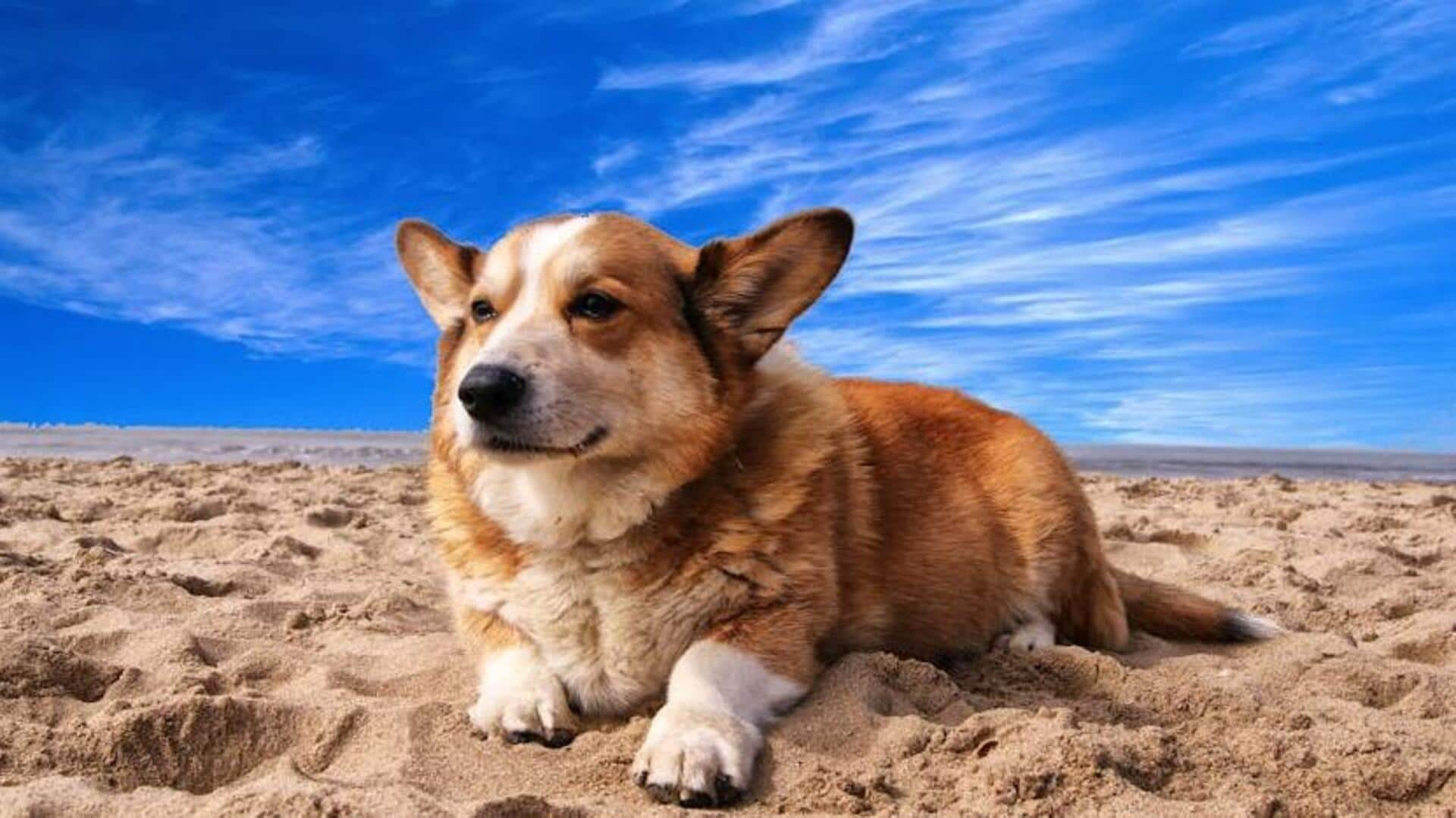 Corgi's hip care: Take note of these maintenance tips