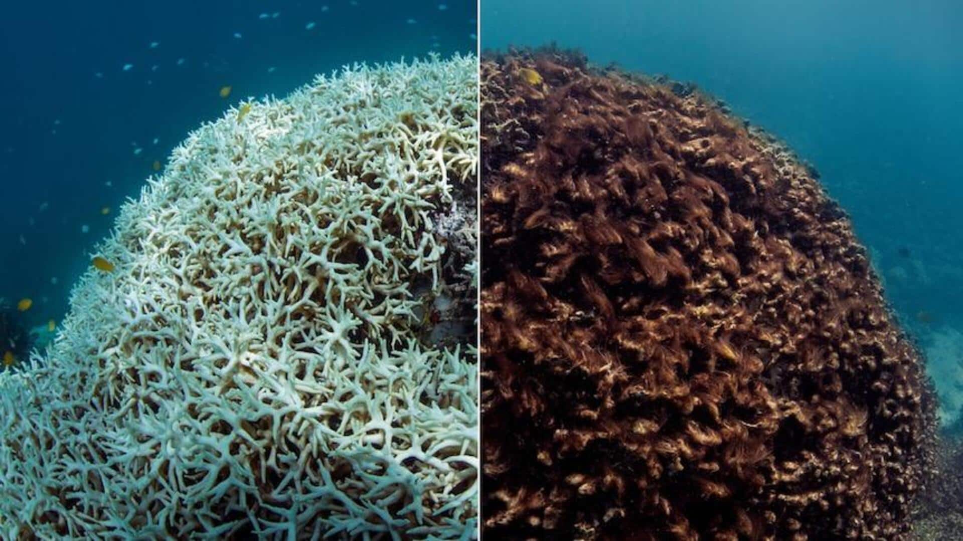 Humanity crosses first climate tipping point as coral reefs destabilize Humanity crosses first climate tipping point as coral reefs destabilize