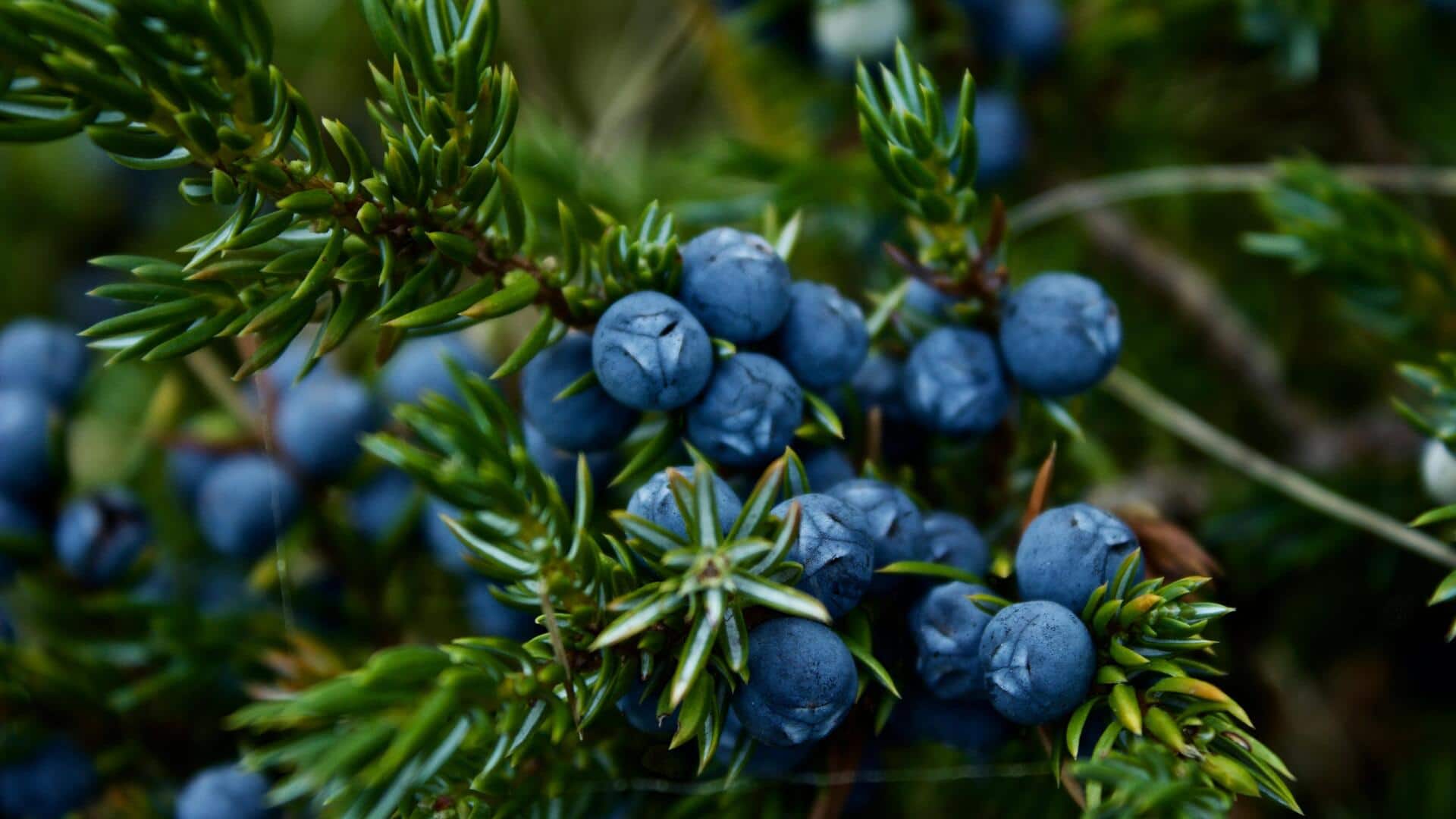 Delicious ways to cook with juniper berries