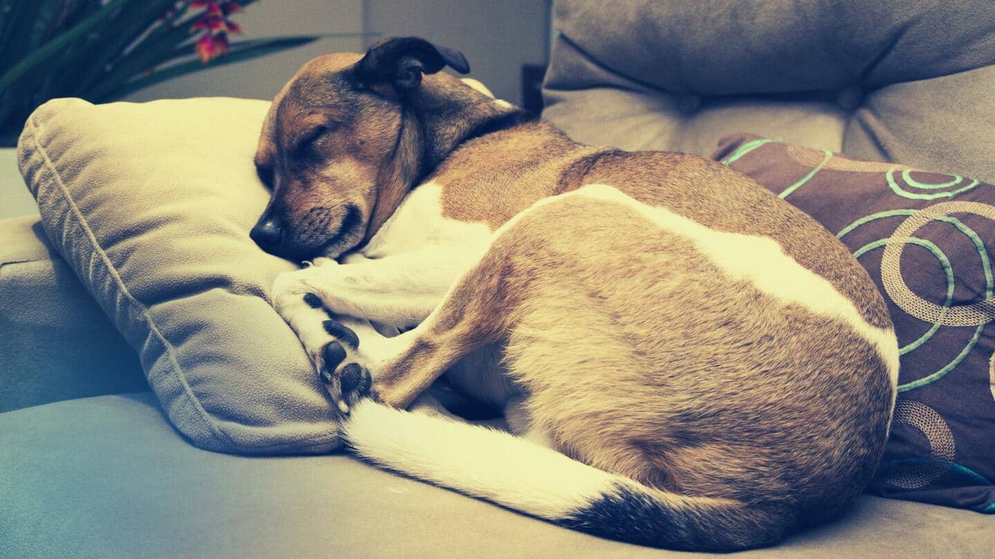 Is your dog sleeping too much? Here's why