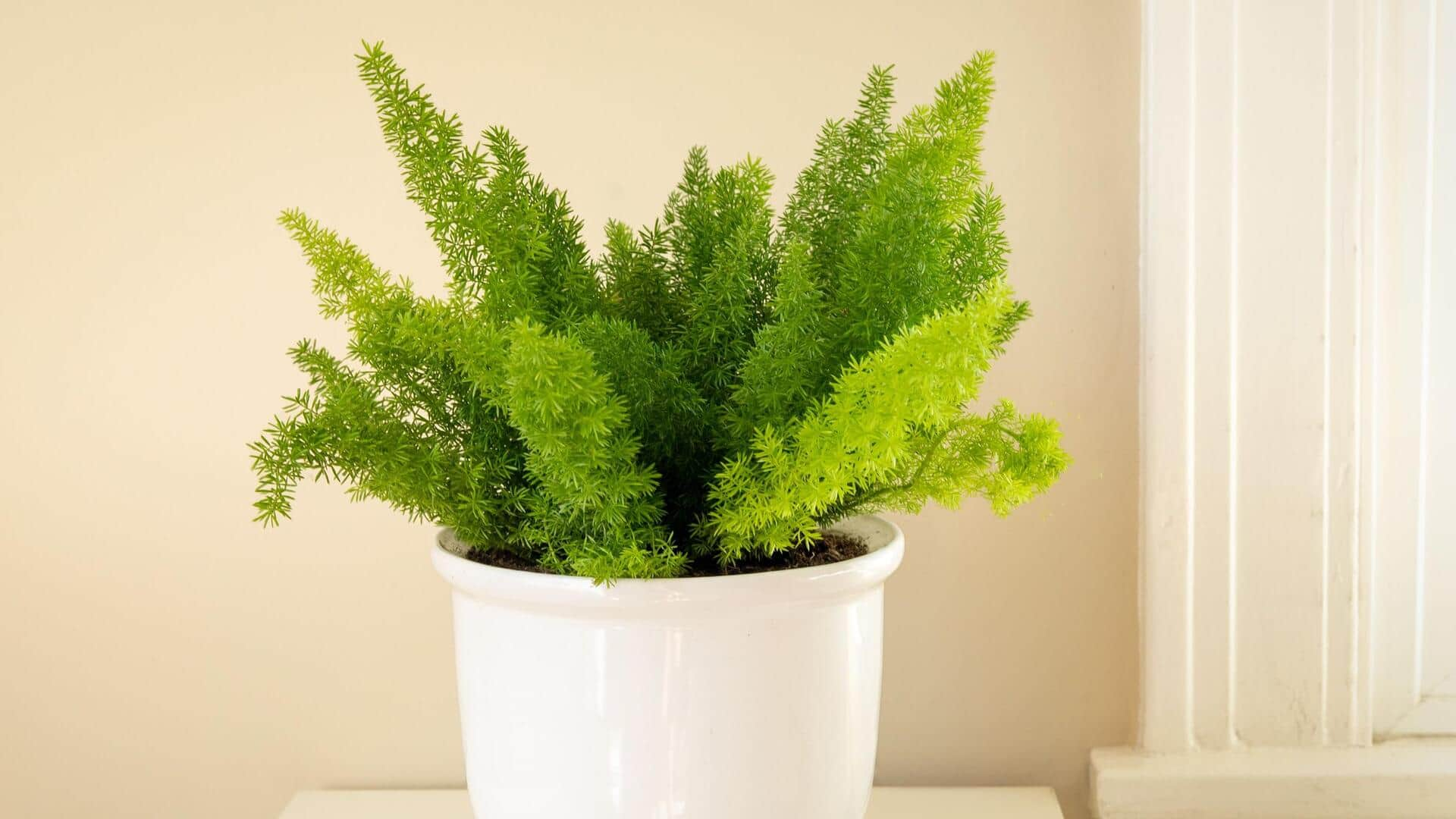 Indoor care techniques for growing asparagus ferns at home