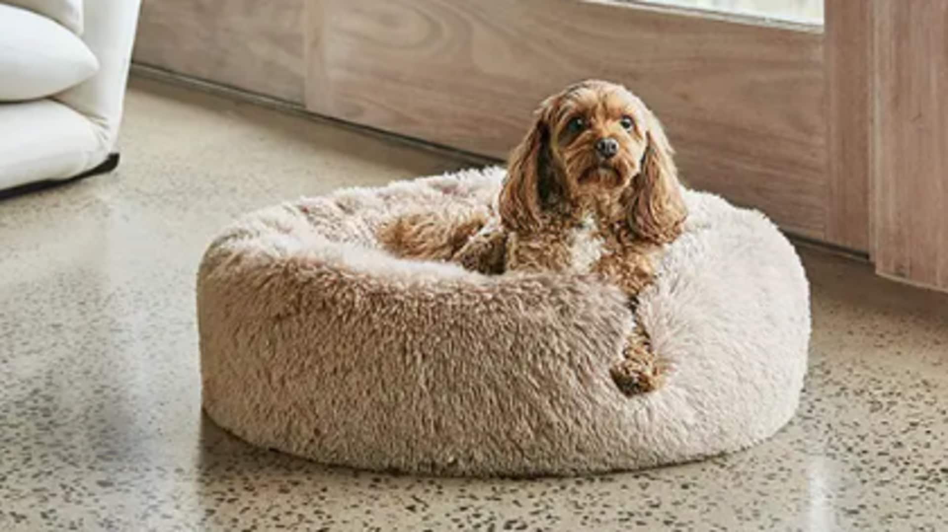How to make an eco-friendly dog bed How to make an eco-friendly dog bed