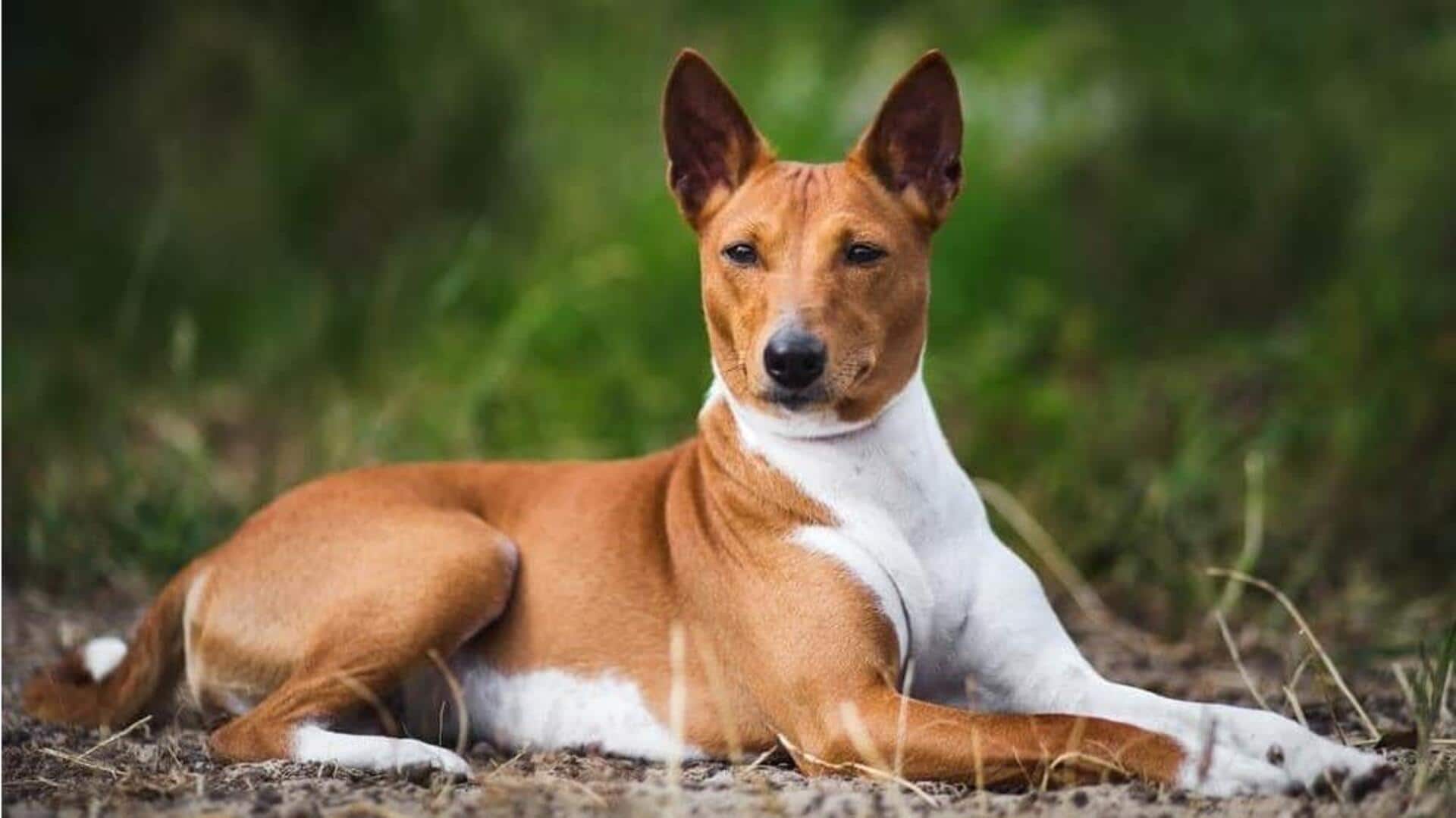 Basenji dog's grooming and care essentials