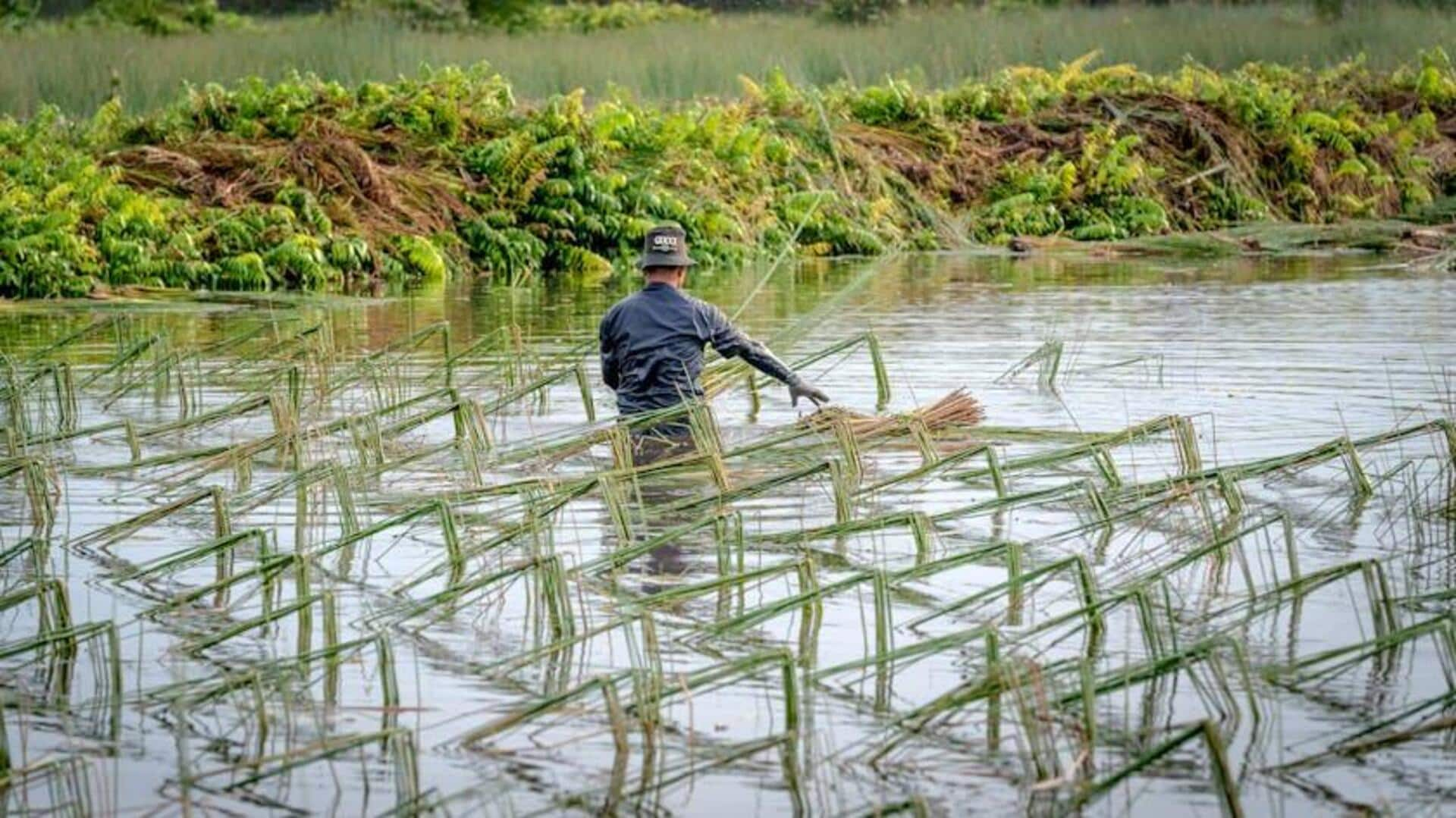 Credit cards sprout new benefits for India's hydroponic farmers