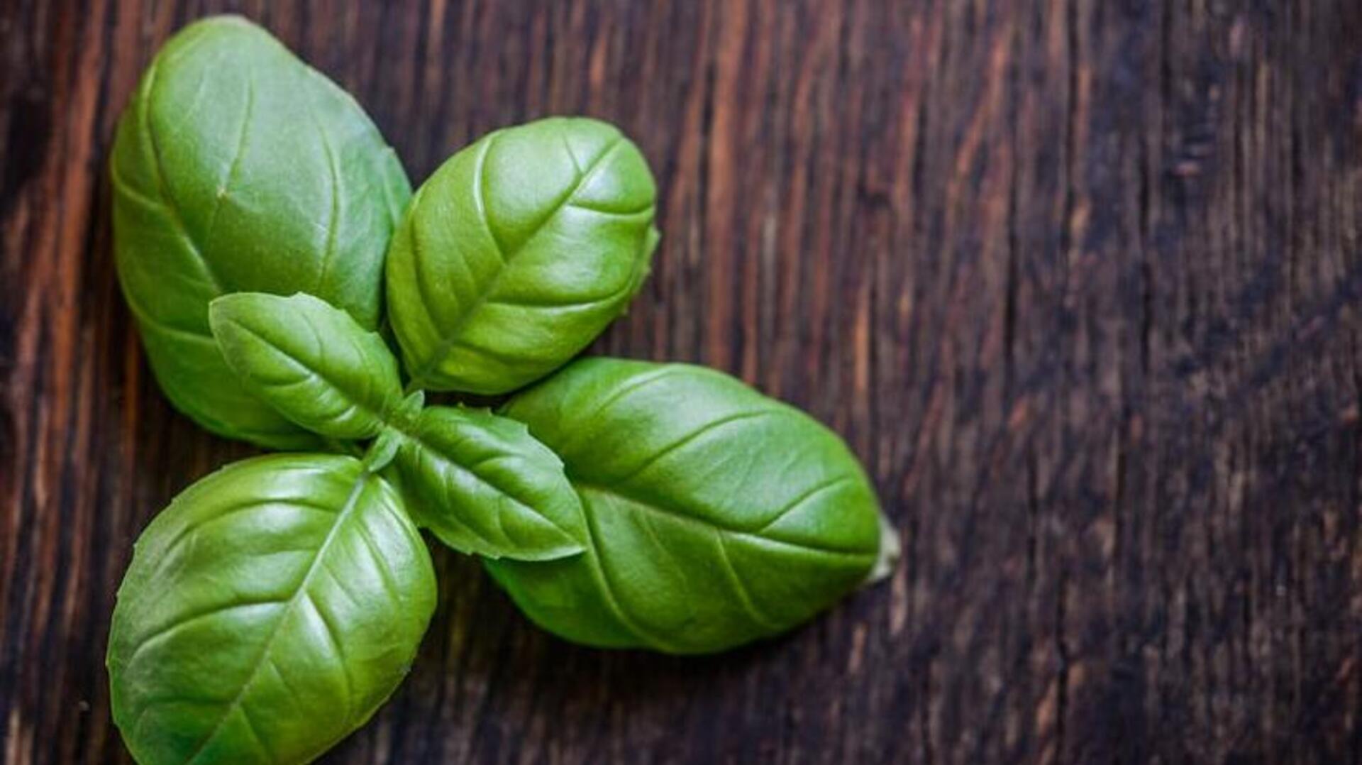 The tranquil treasure of basil: Antioxidant abundance