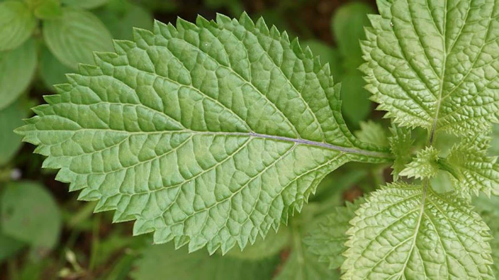 Vervain leaf: Africa's stress-relief skin savior