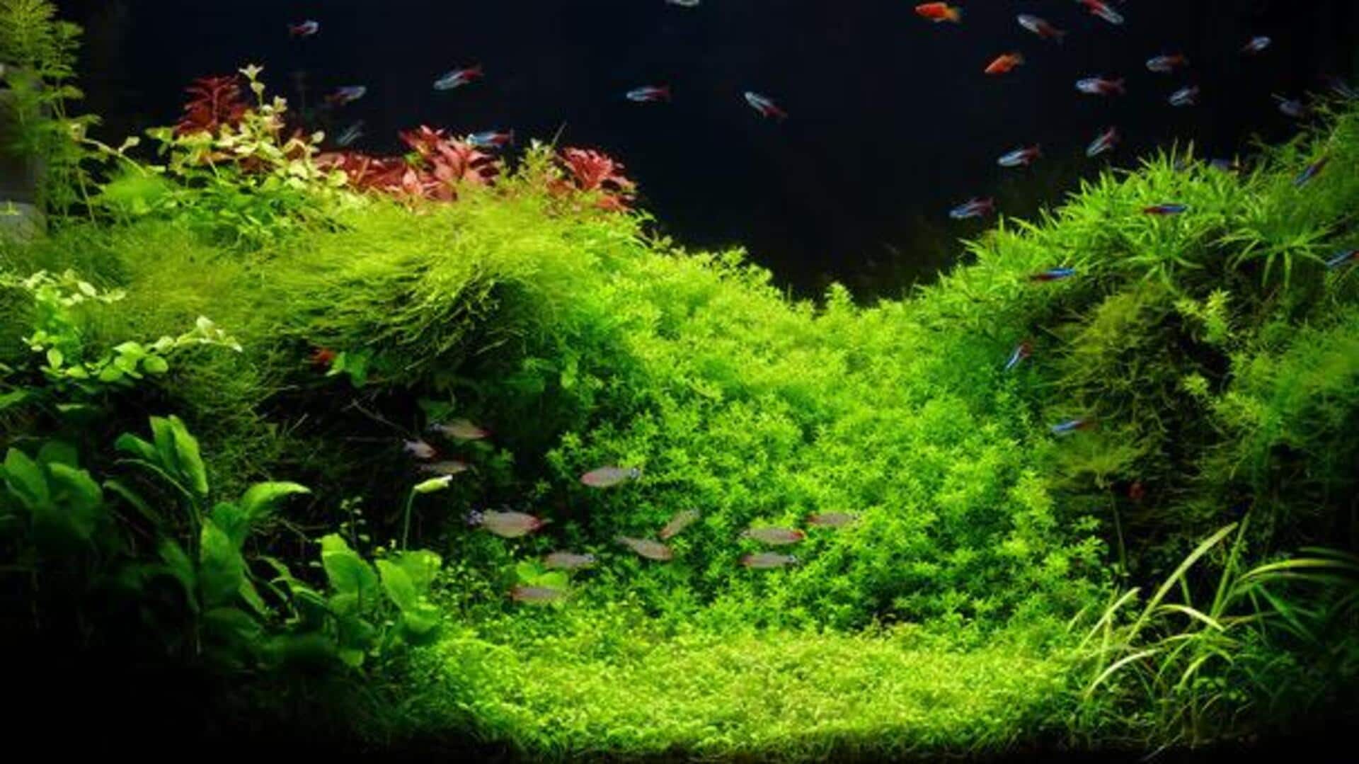 How to use aquarium water in gardening How to use aquarium water in gardening