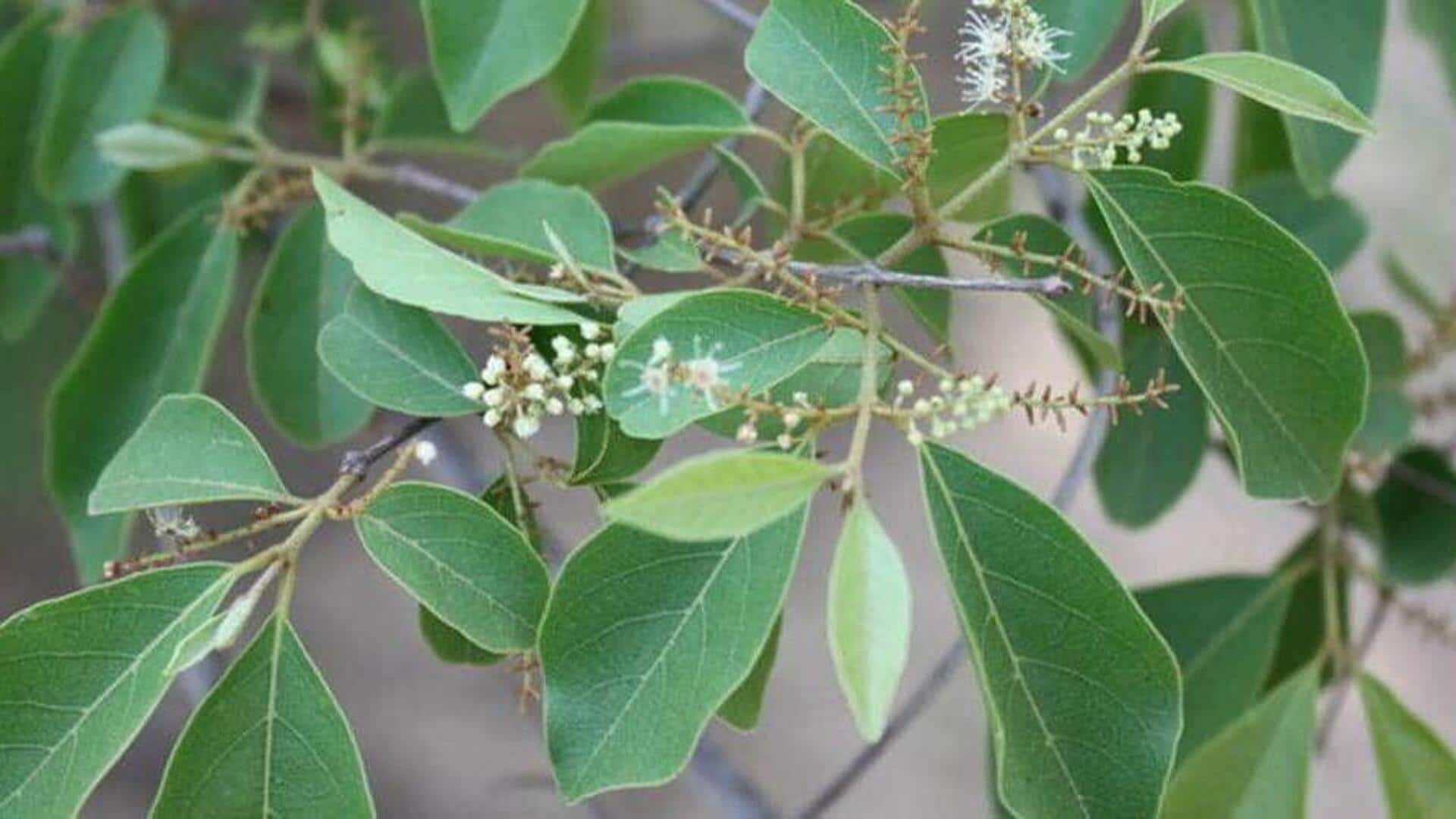 Kinkeliba: The wellness herb you need to try