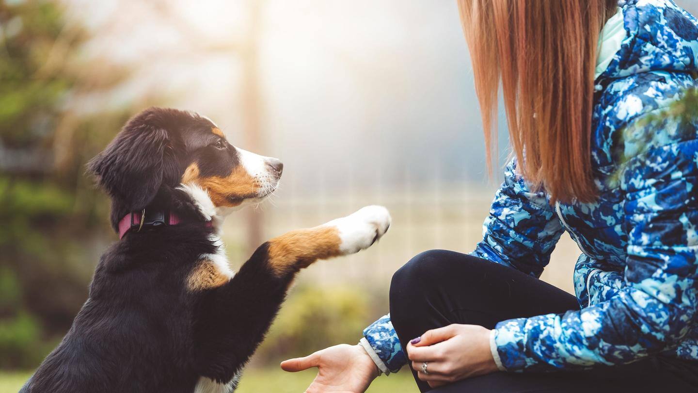 Here's why animal-assisted therapy should be made a norm