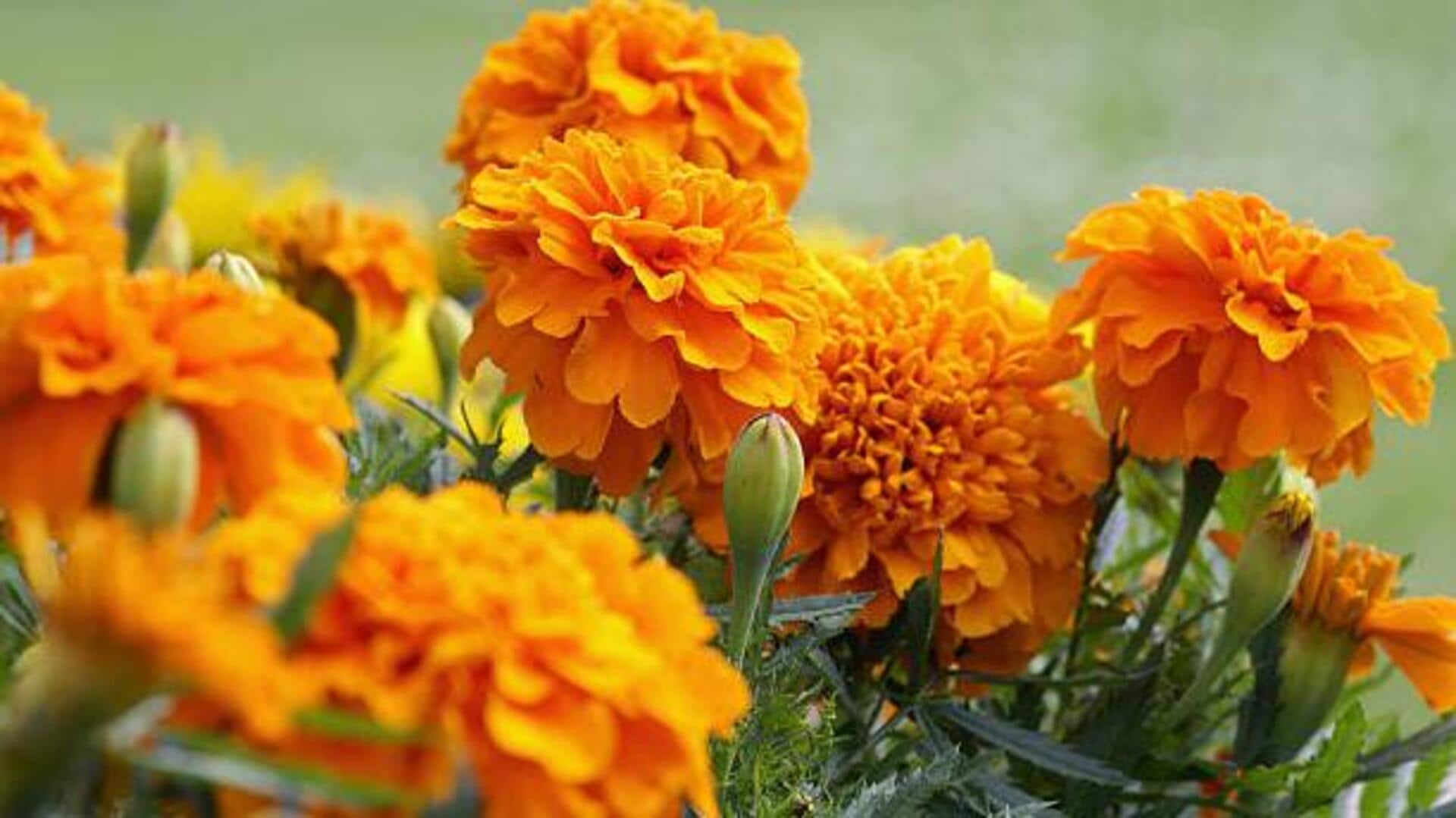 5 creative uses of marigold petals