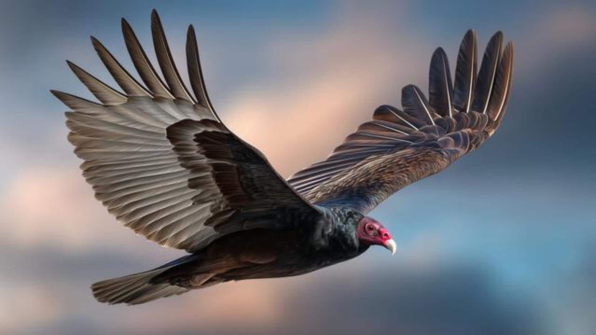 What exactly is vulture tagging?