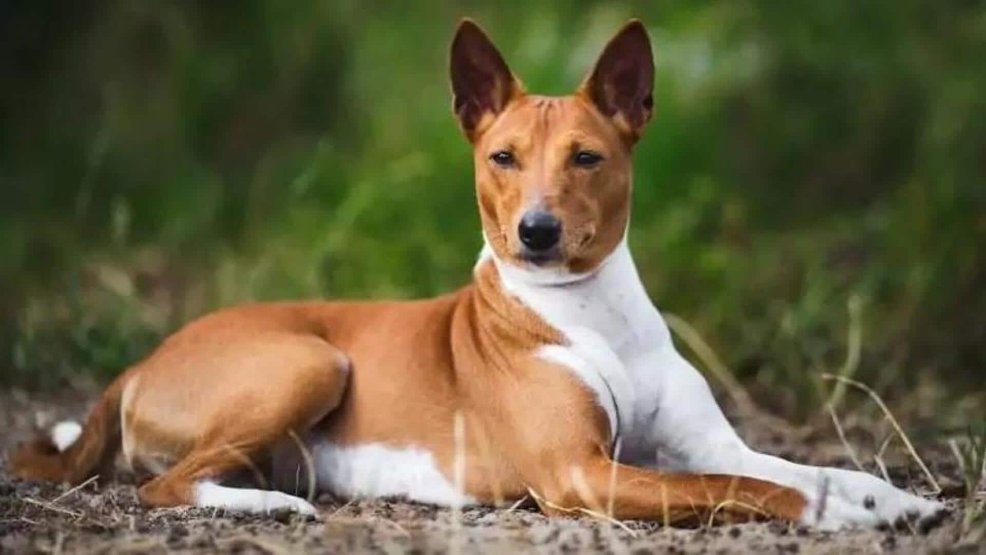 Hypoallergenic care tips for your Basenji
